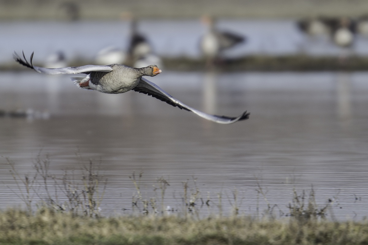 sorvolo a bassa quota