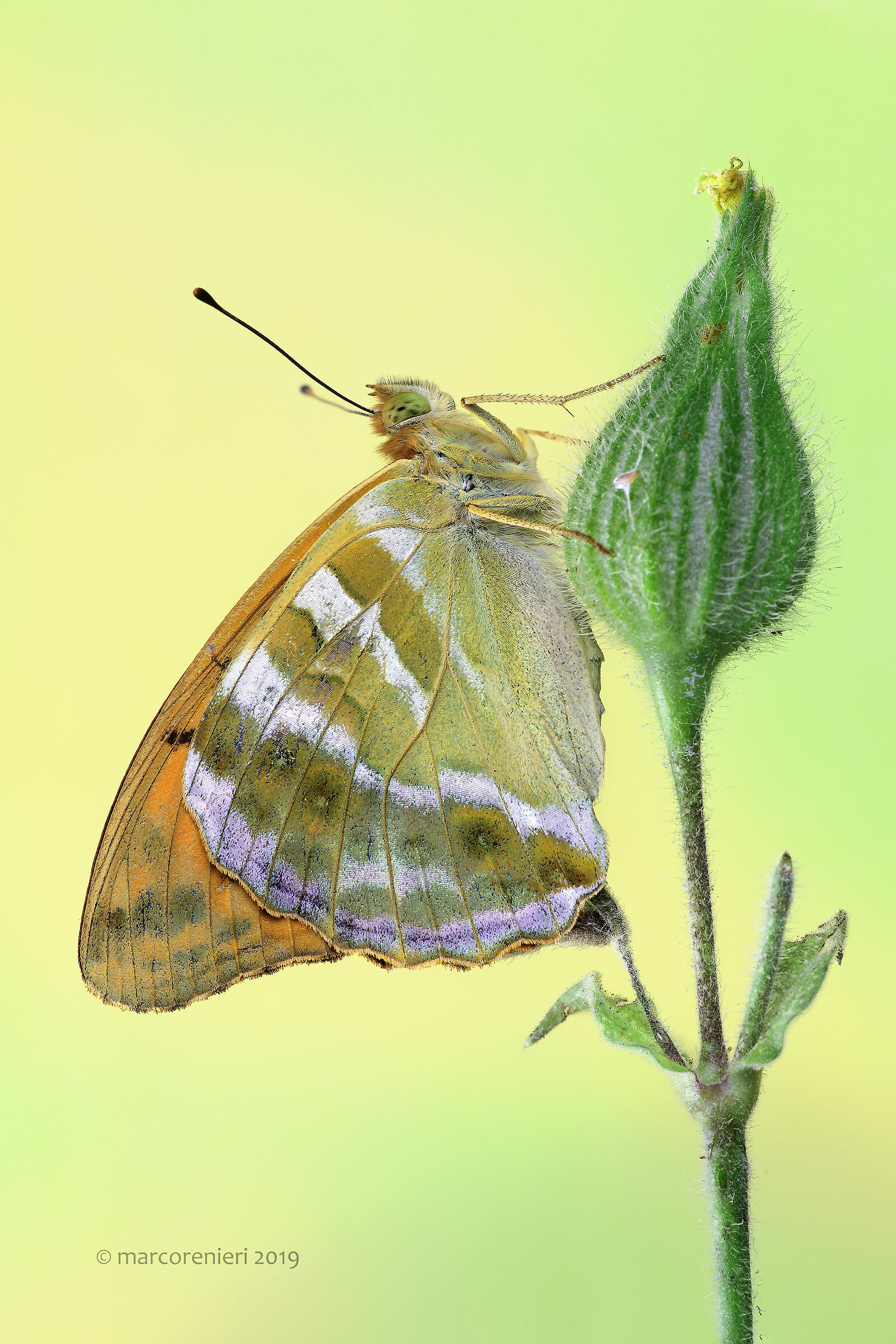 Argynnis paphia