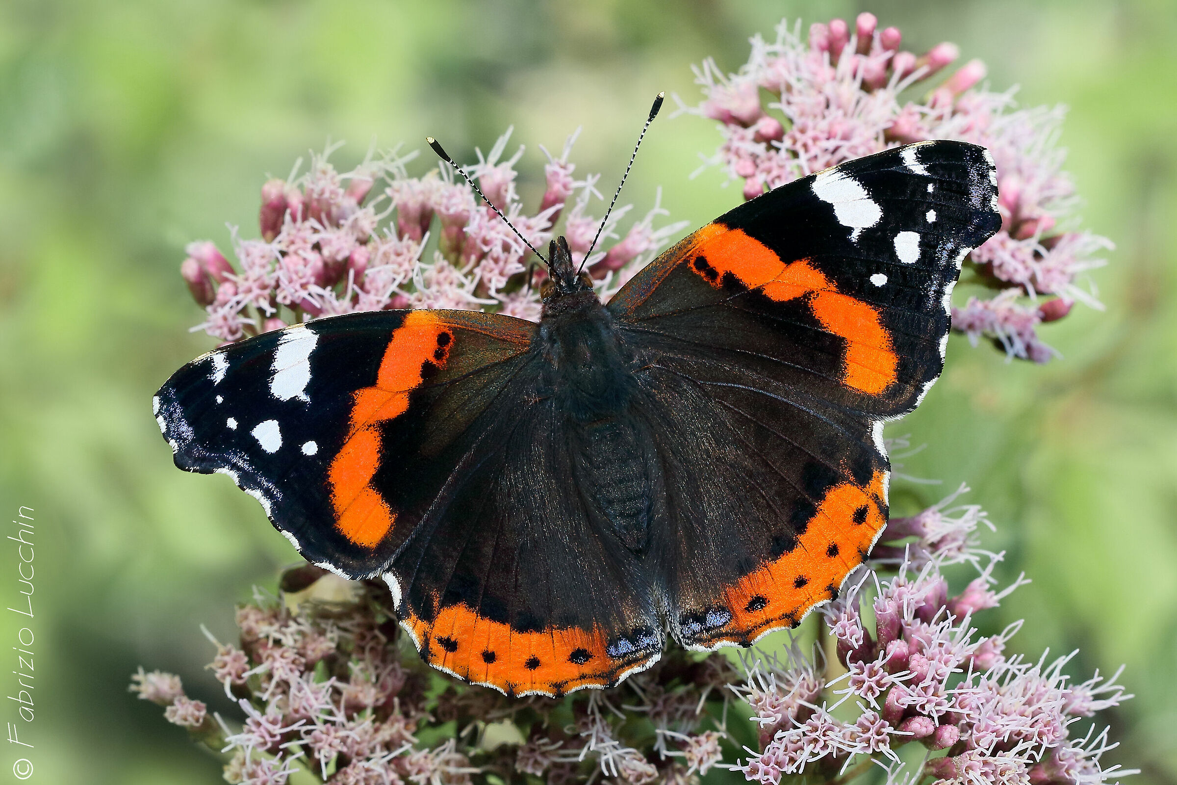 Vanessa atalanta (esemplare maschio)