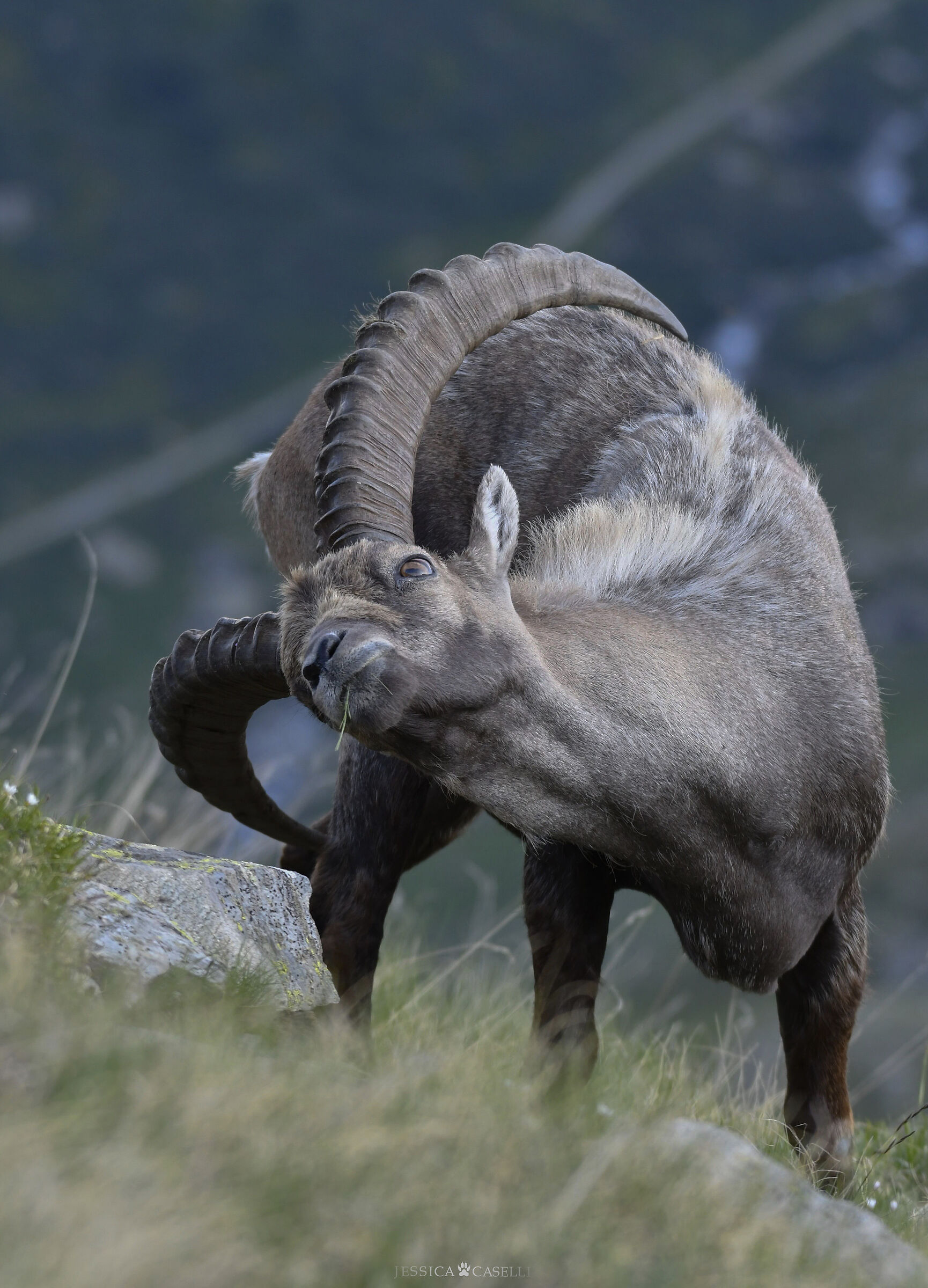 “The last light”