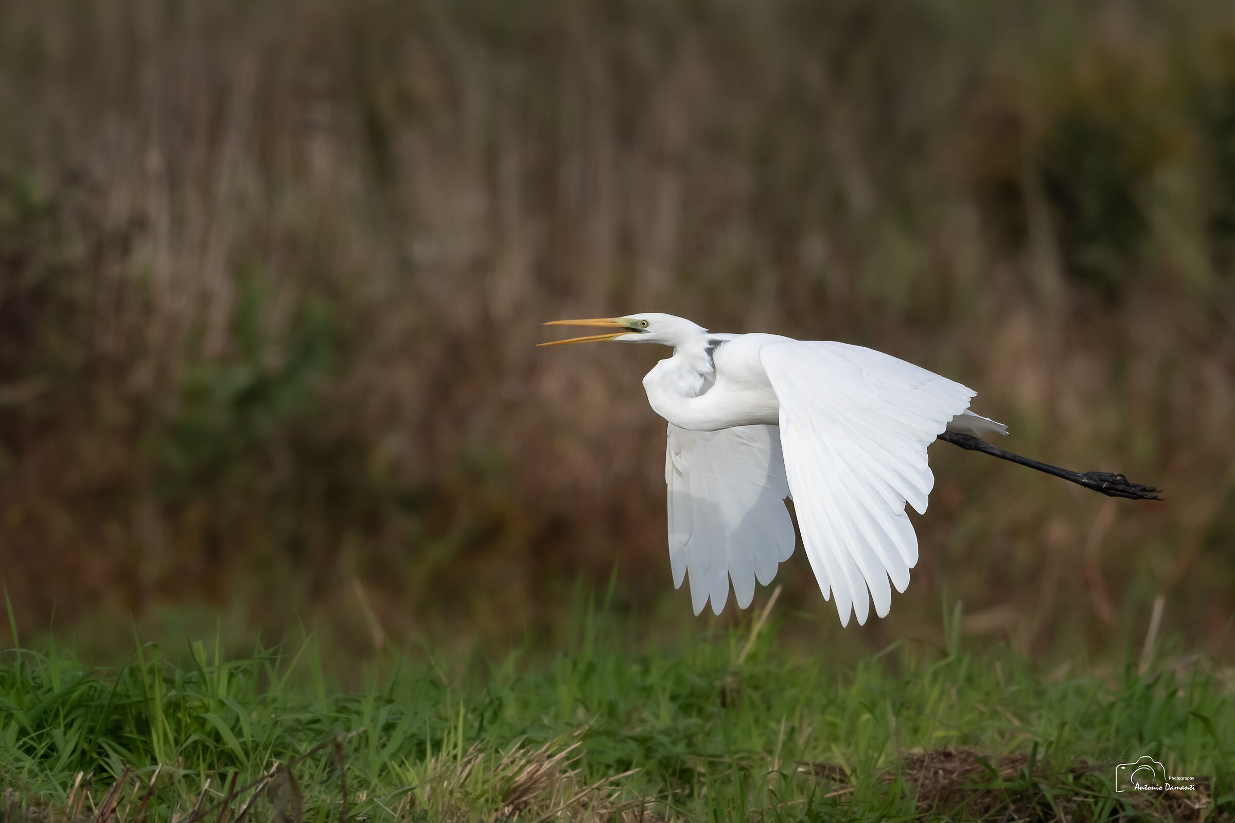 Major white heron