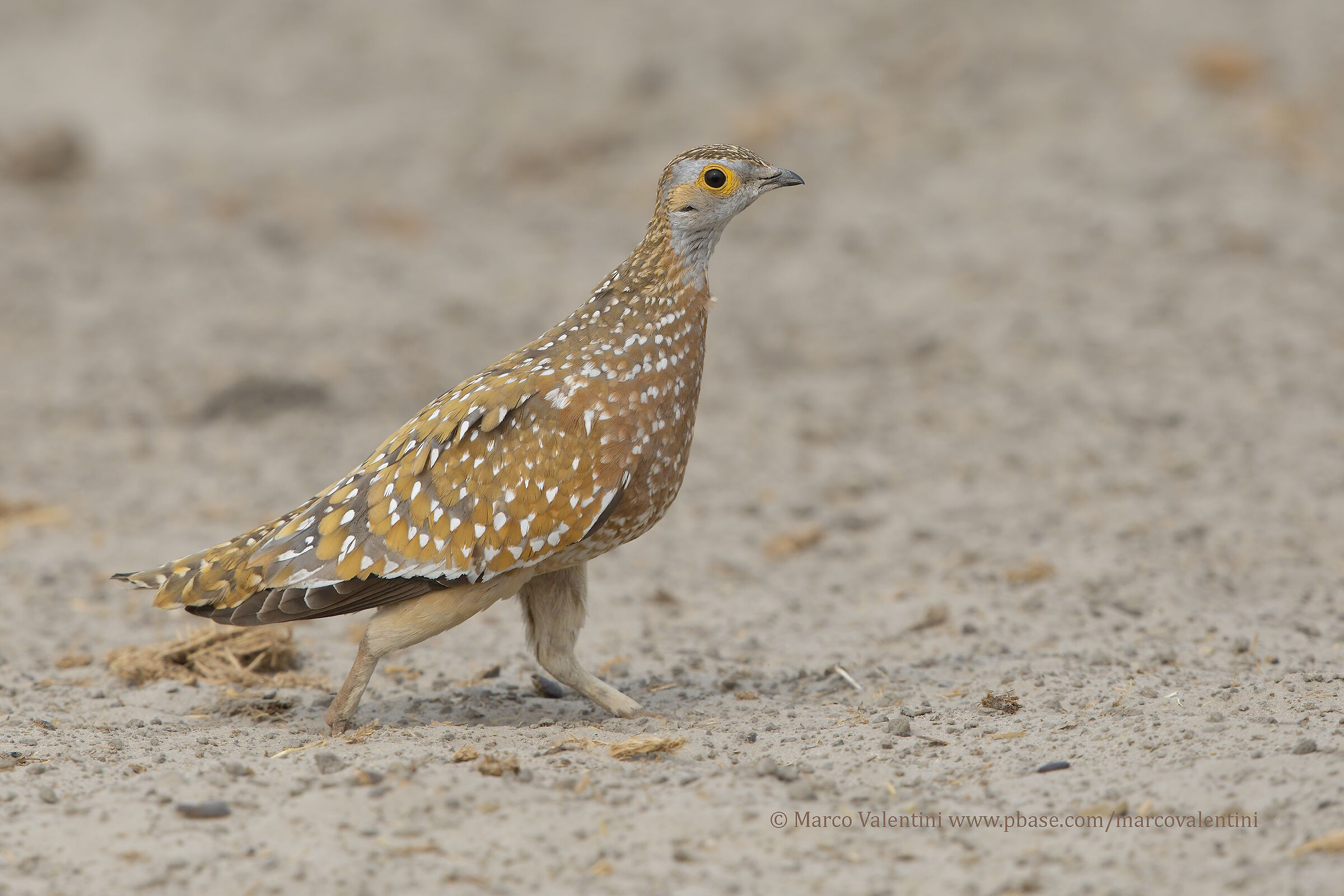 Il passo della ganga
