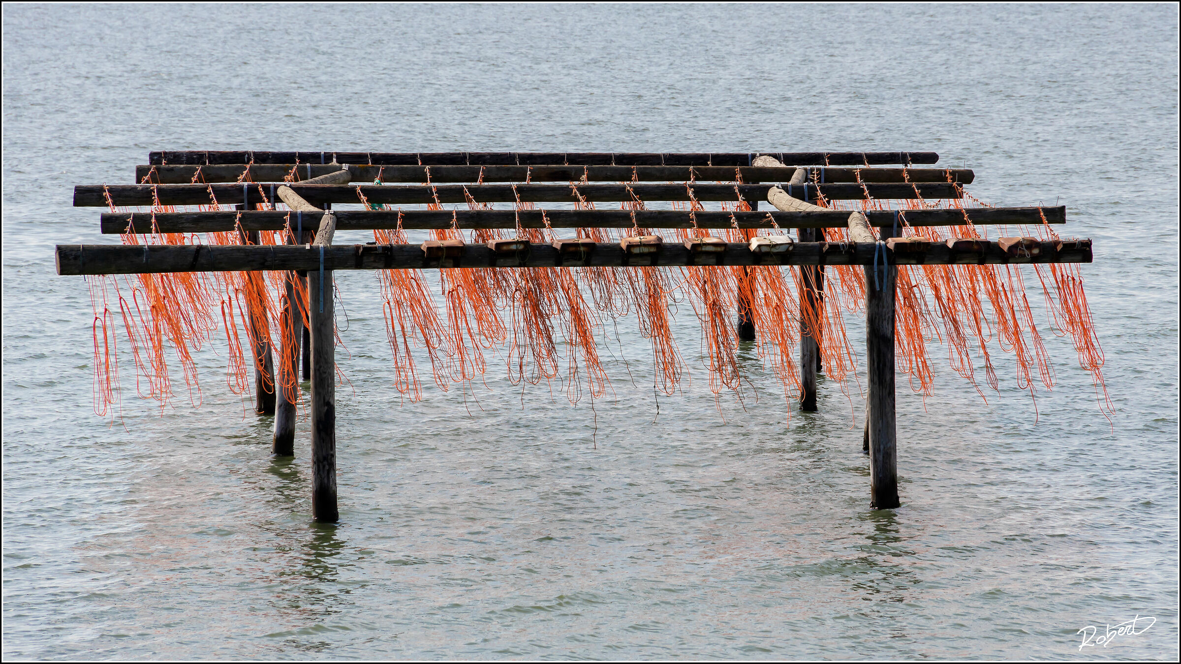 Sacca dei Scardovari