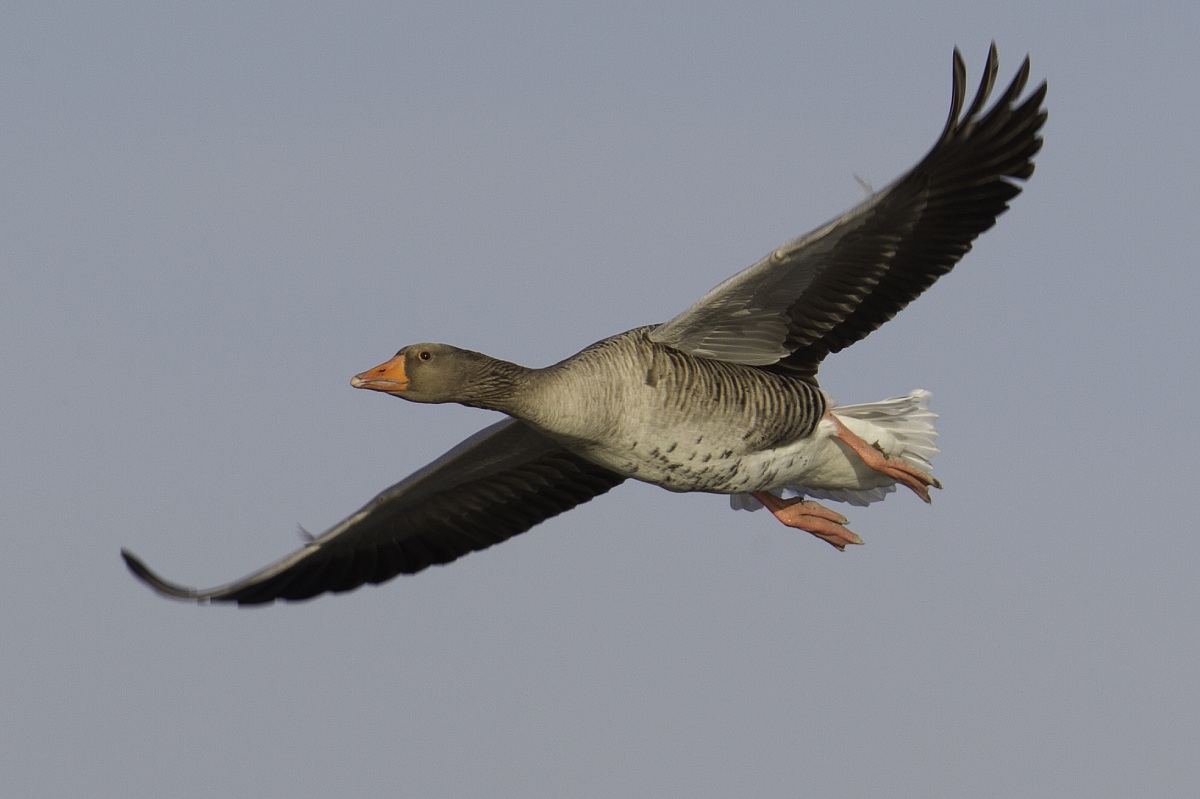 passaggio ravvicinato