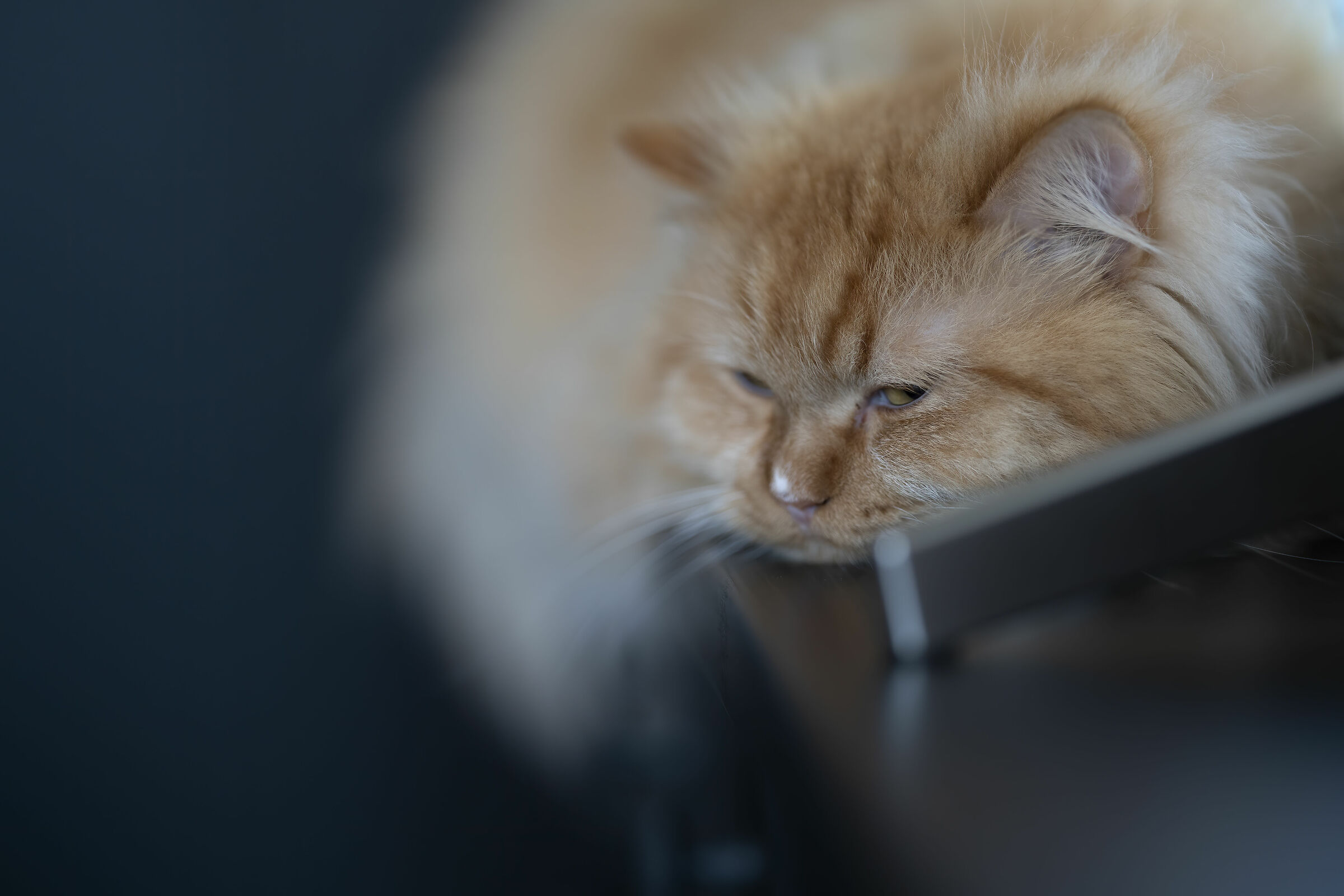 Teso' taking a nap under the TV