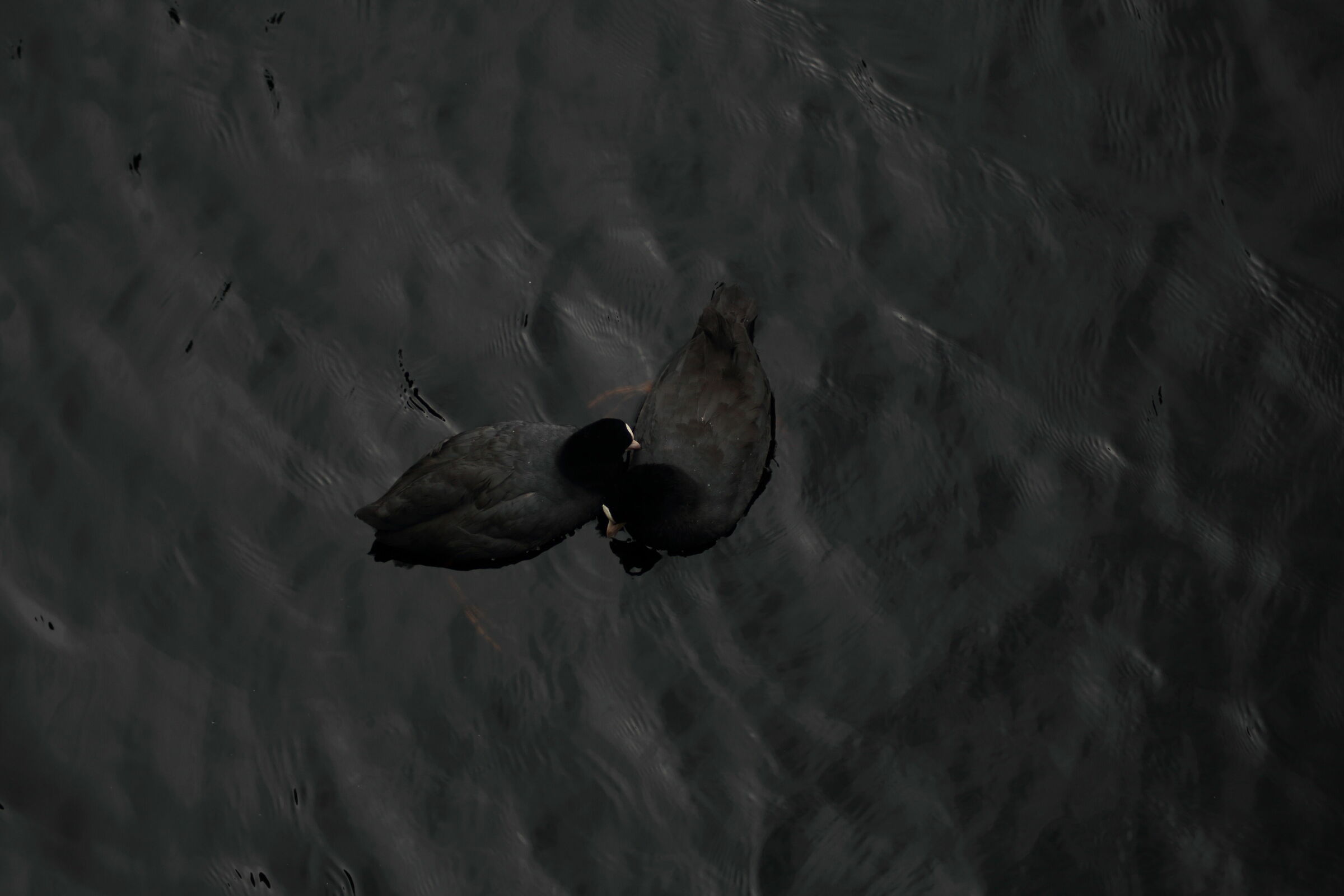 The exchange of seaweed