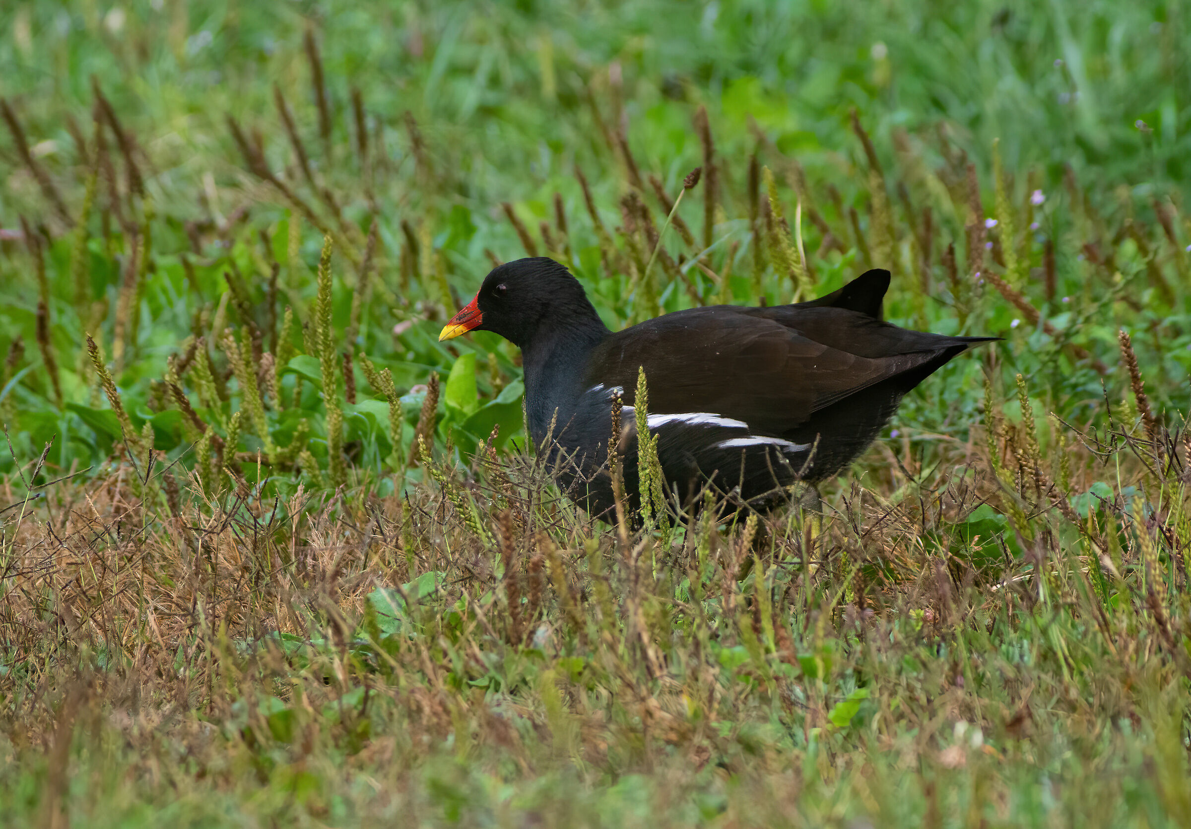 Let's go rocketing...