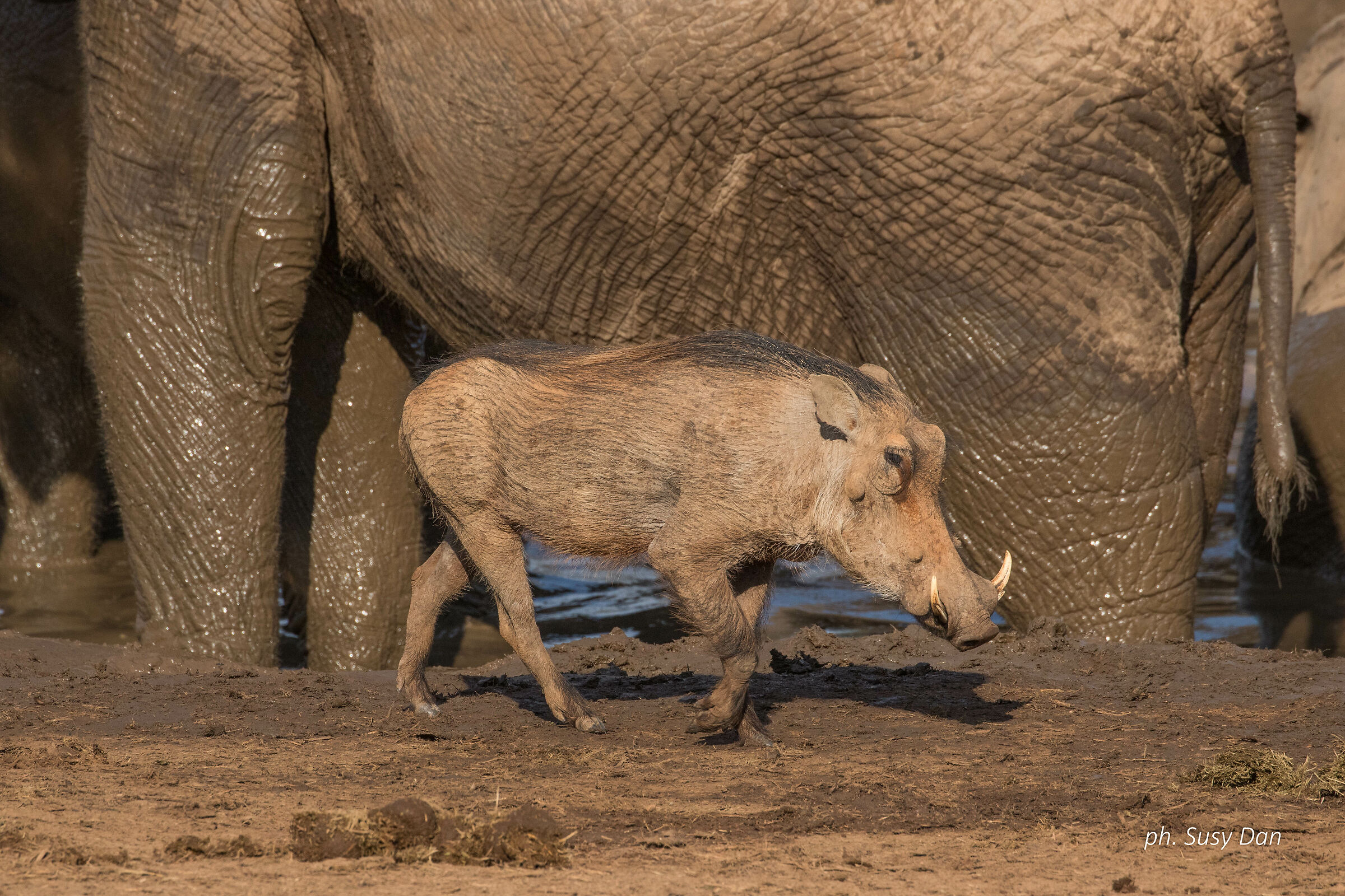 Il facocero impertinente