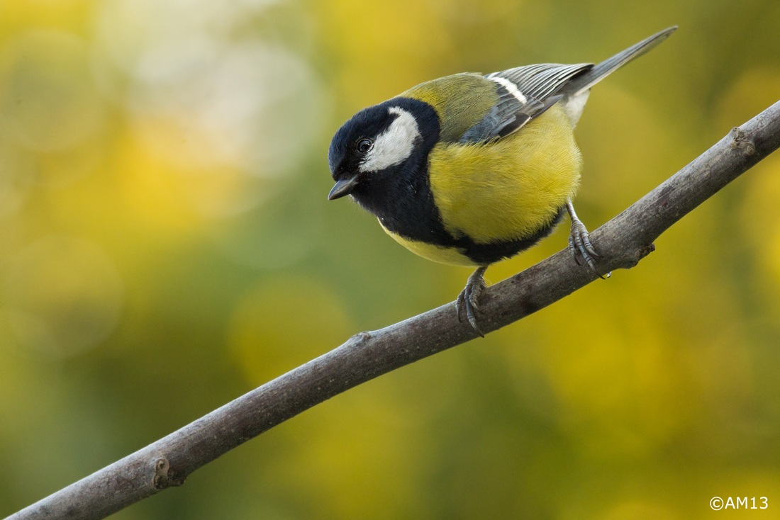 The most delicious tit