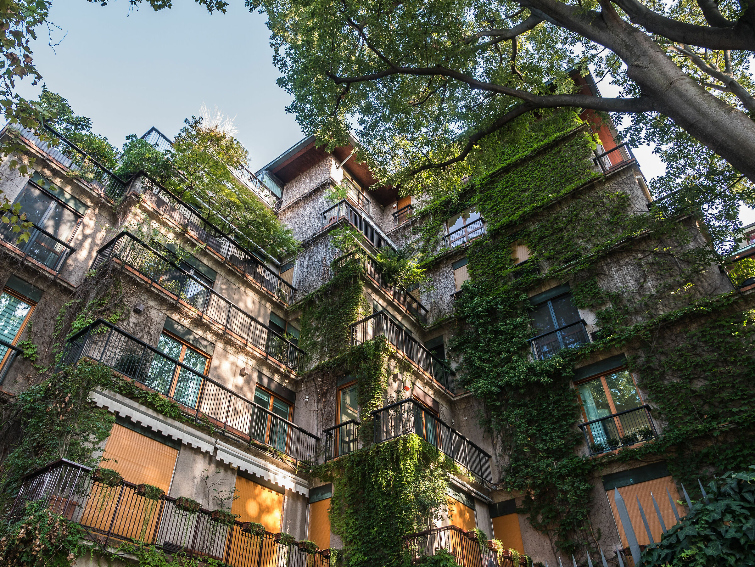 City Jungle, California