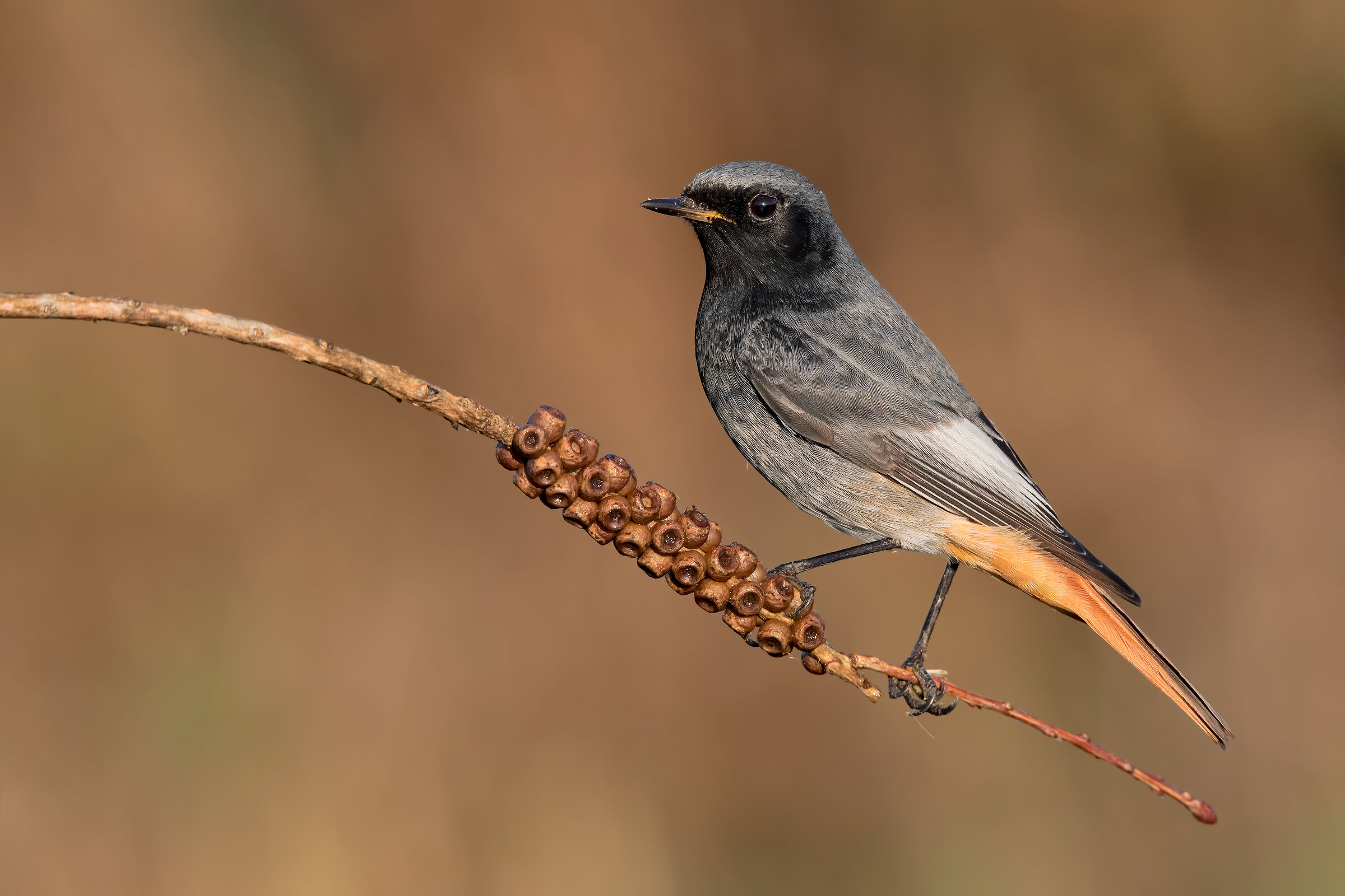 Codirosso Chimney Sweep