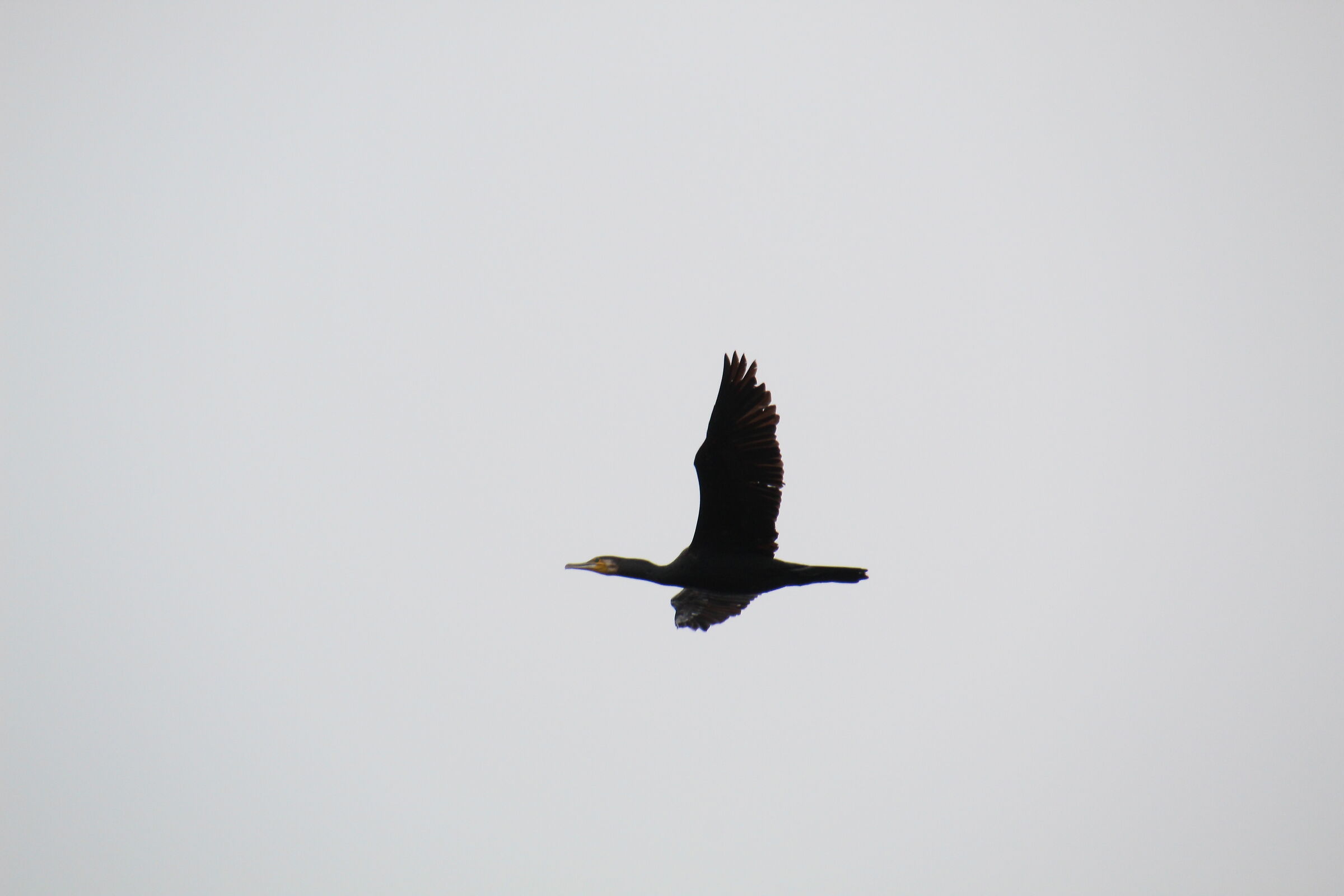 cormorano