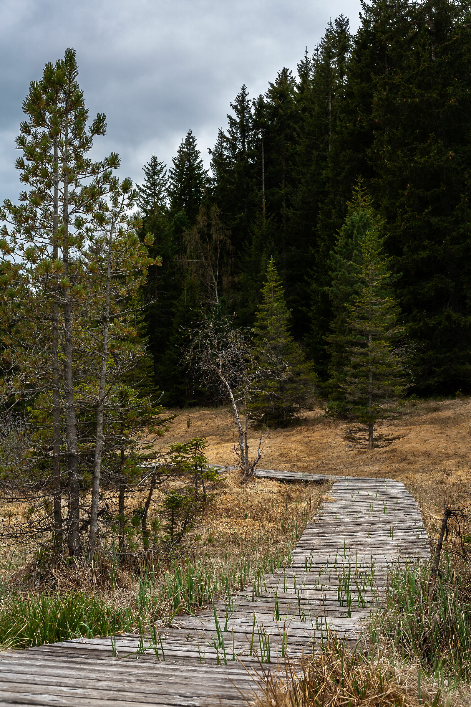 At the Oga Paluaccio