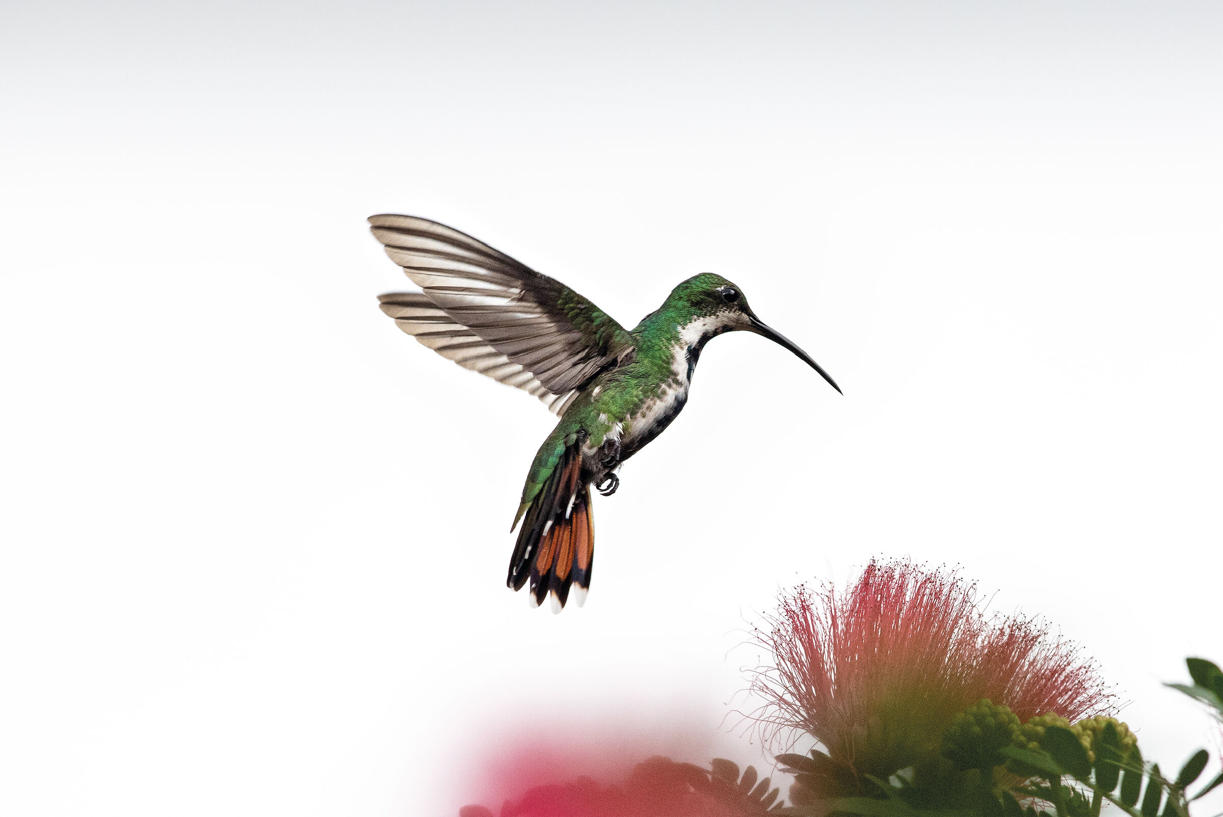 Il mio primo colibrì