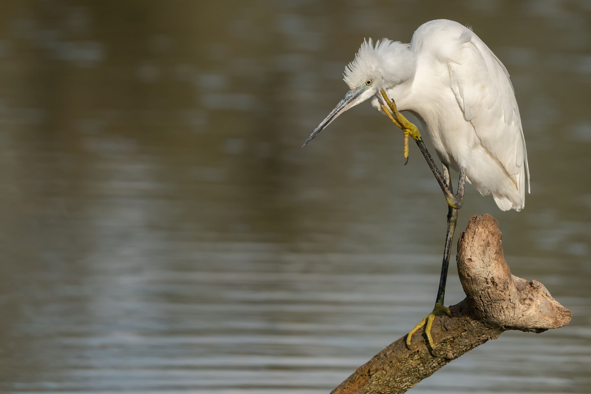 Una bella grattatina