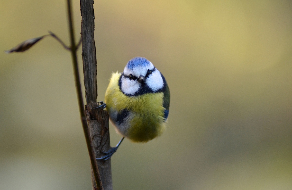 Blue Tit