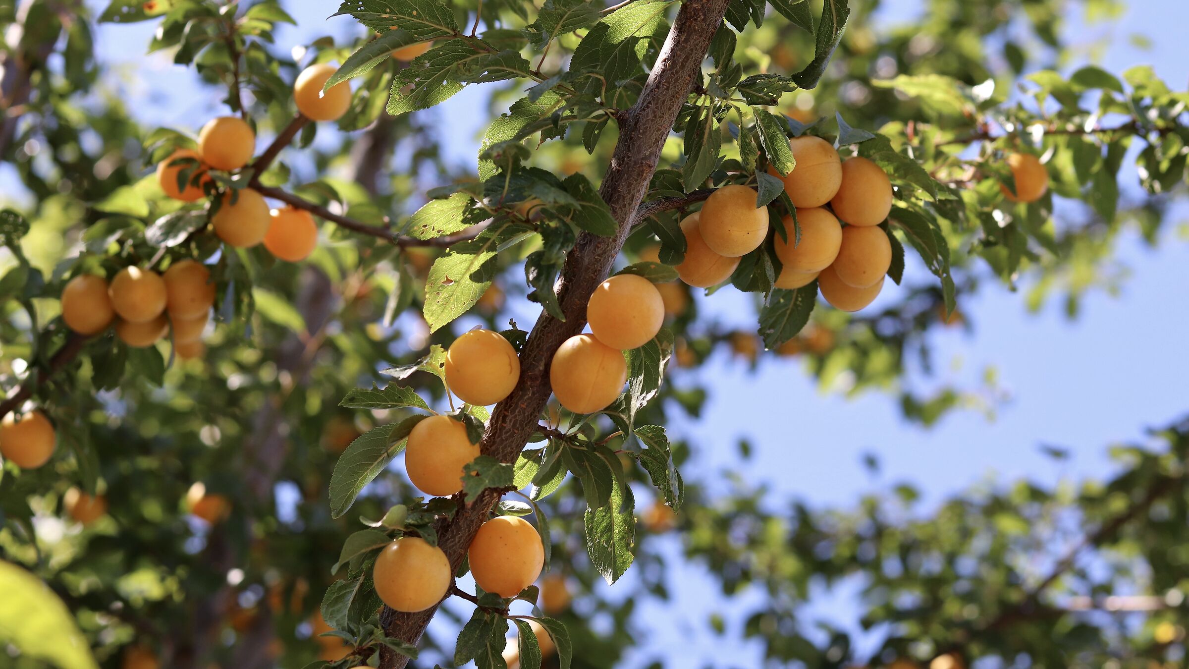 Orange is the new black?!