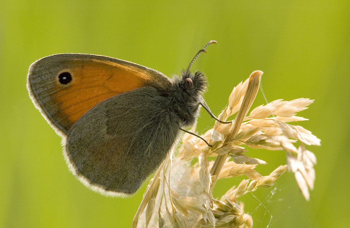 Coenonympha pamphilus