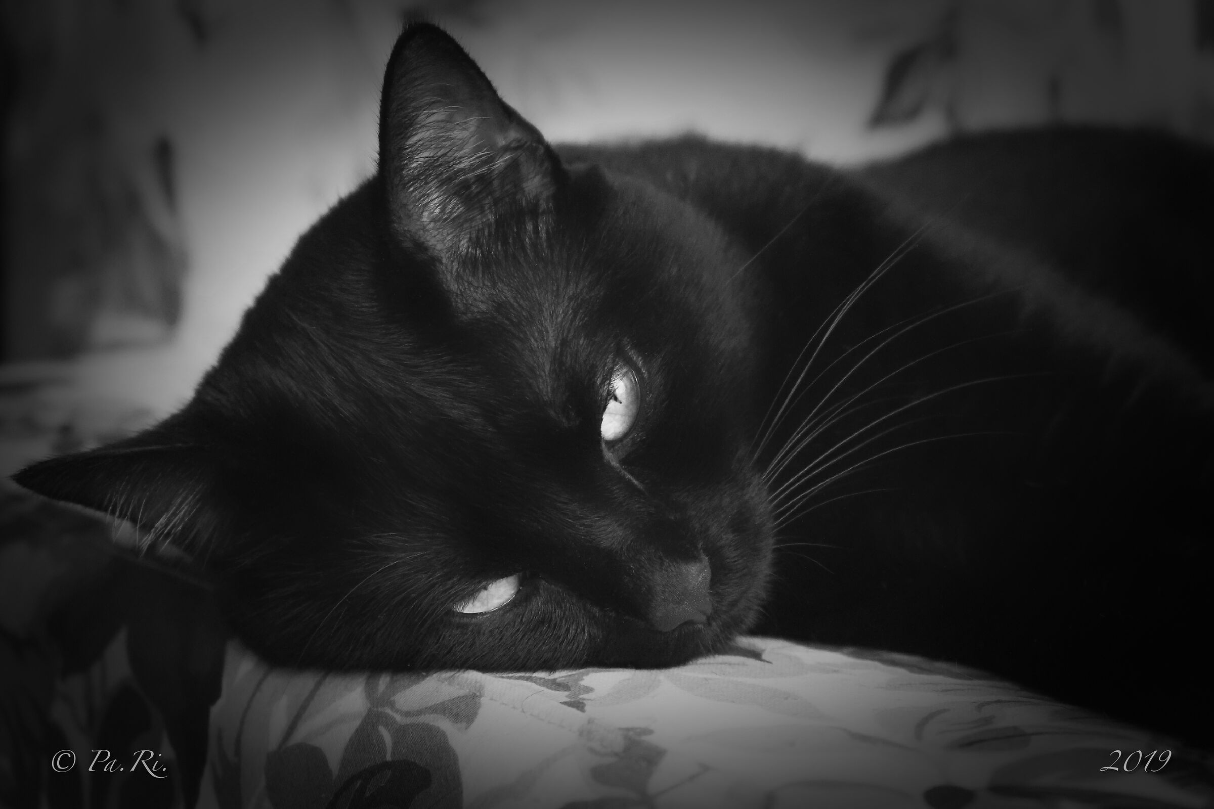 Nuncio' voja de do nothing.