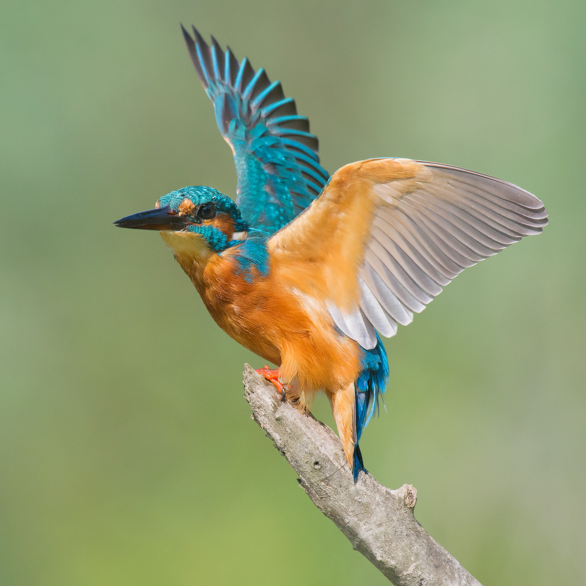 Martin pescatore in equilibrio