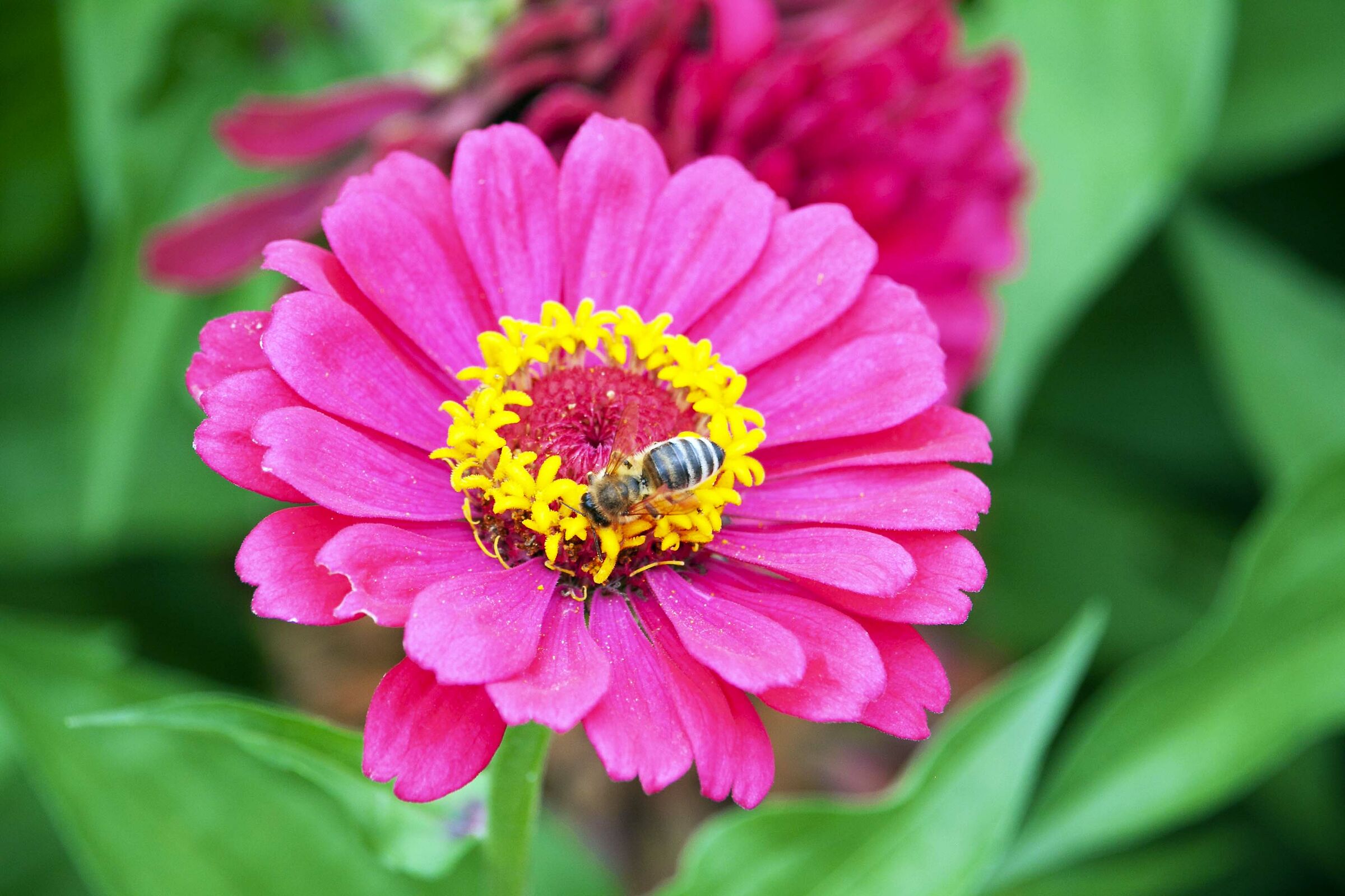 a world without bees