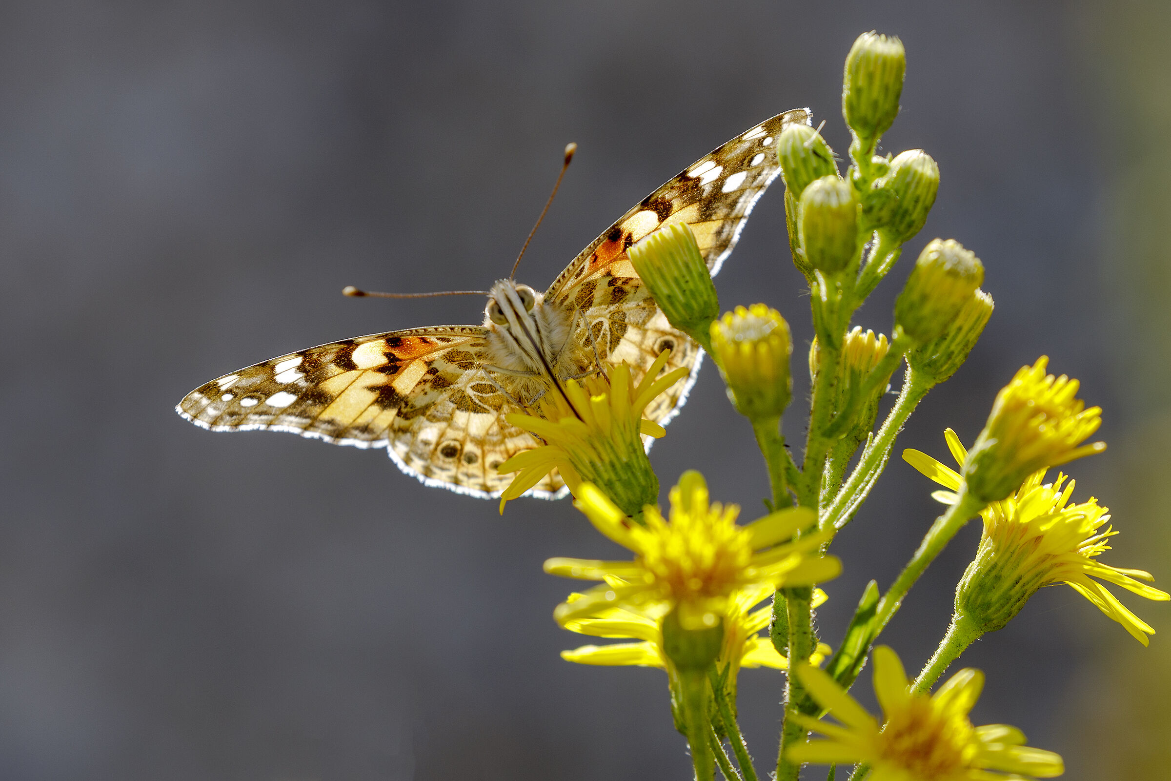 Face to face with vanessa.