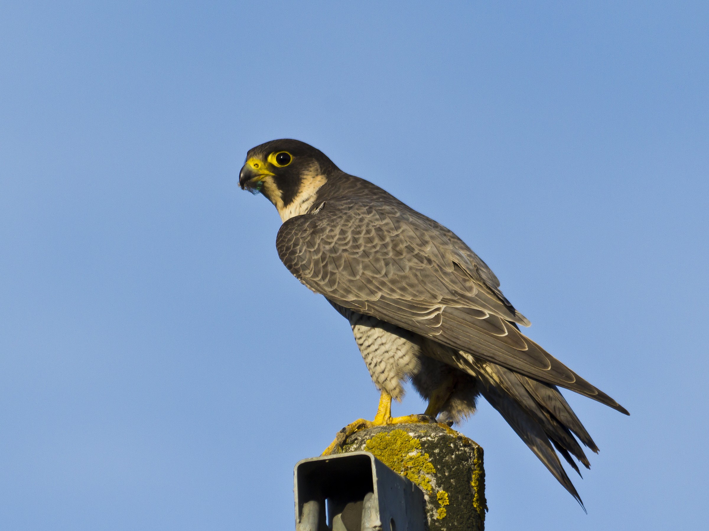 peregrine falcon