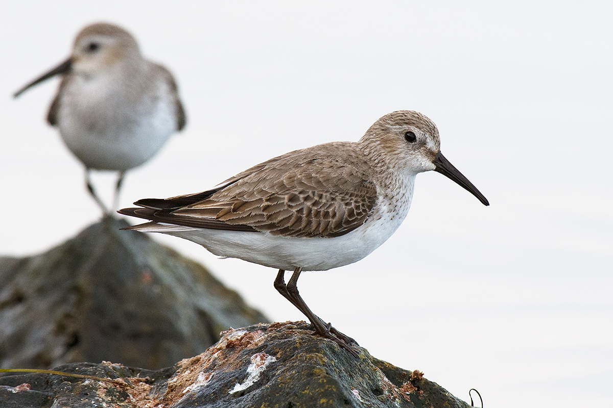 Black-bellied raincoat