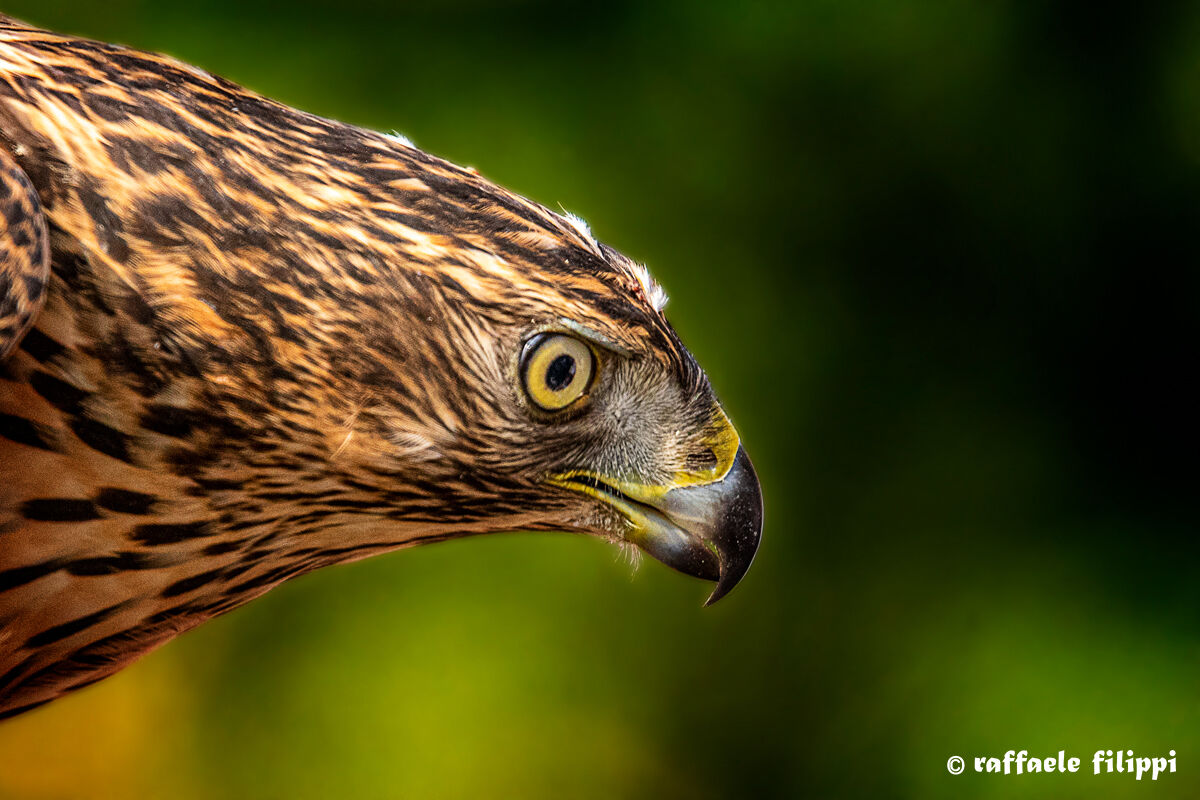 Portrait of Sparviere