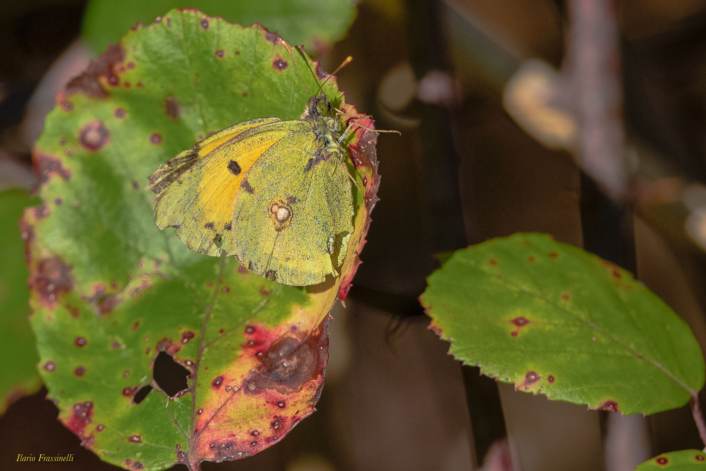 Almost perfect camouflage.