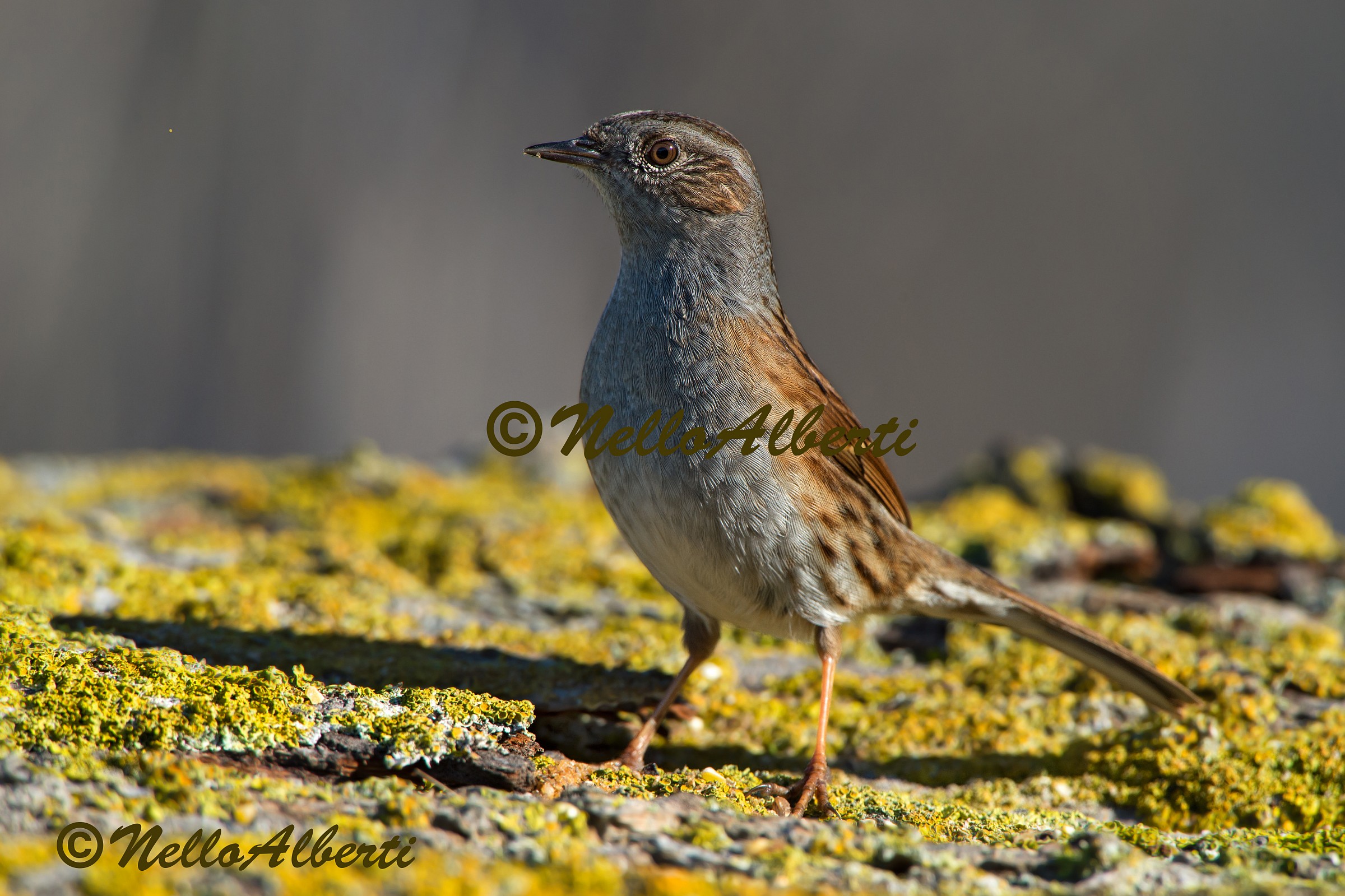 Dunnock