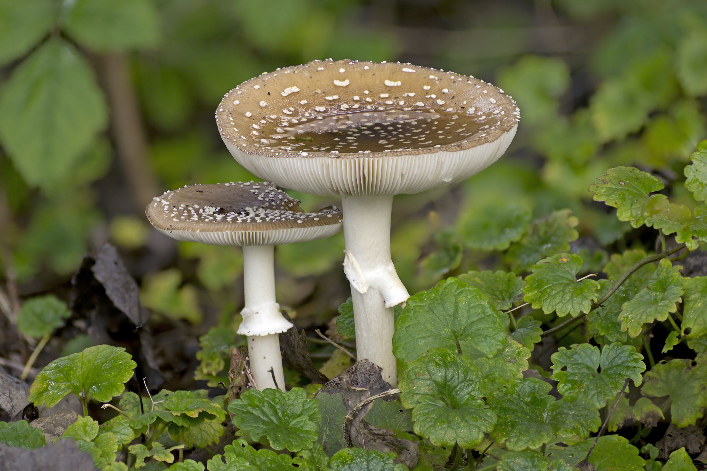 Pantherina di Amanita