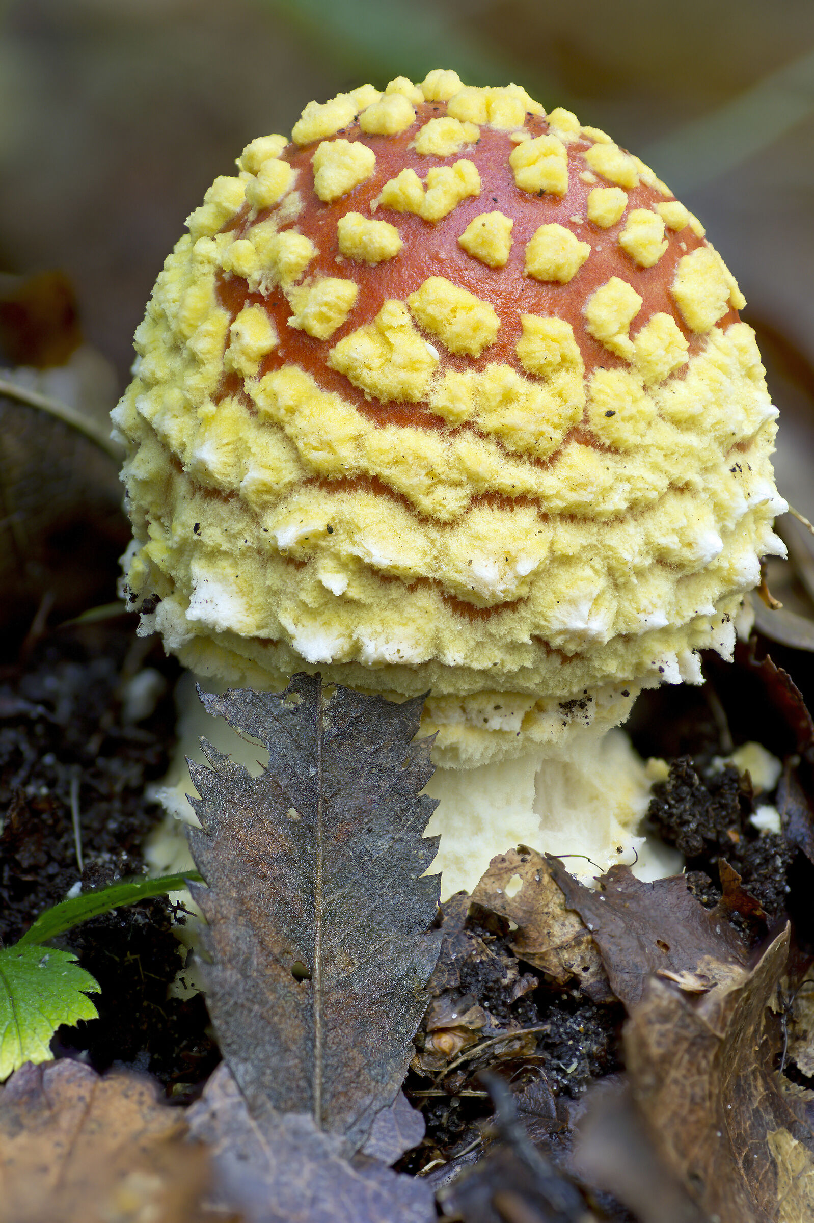 Amanita muscaria