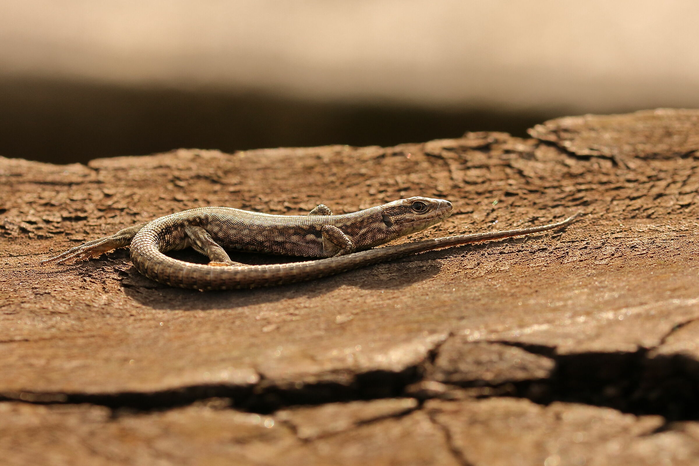 ultimi raggi di sole