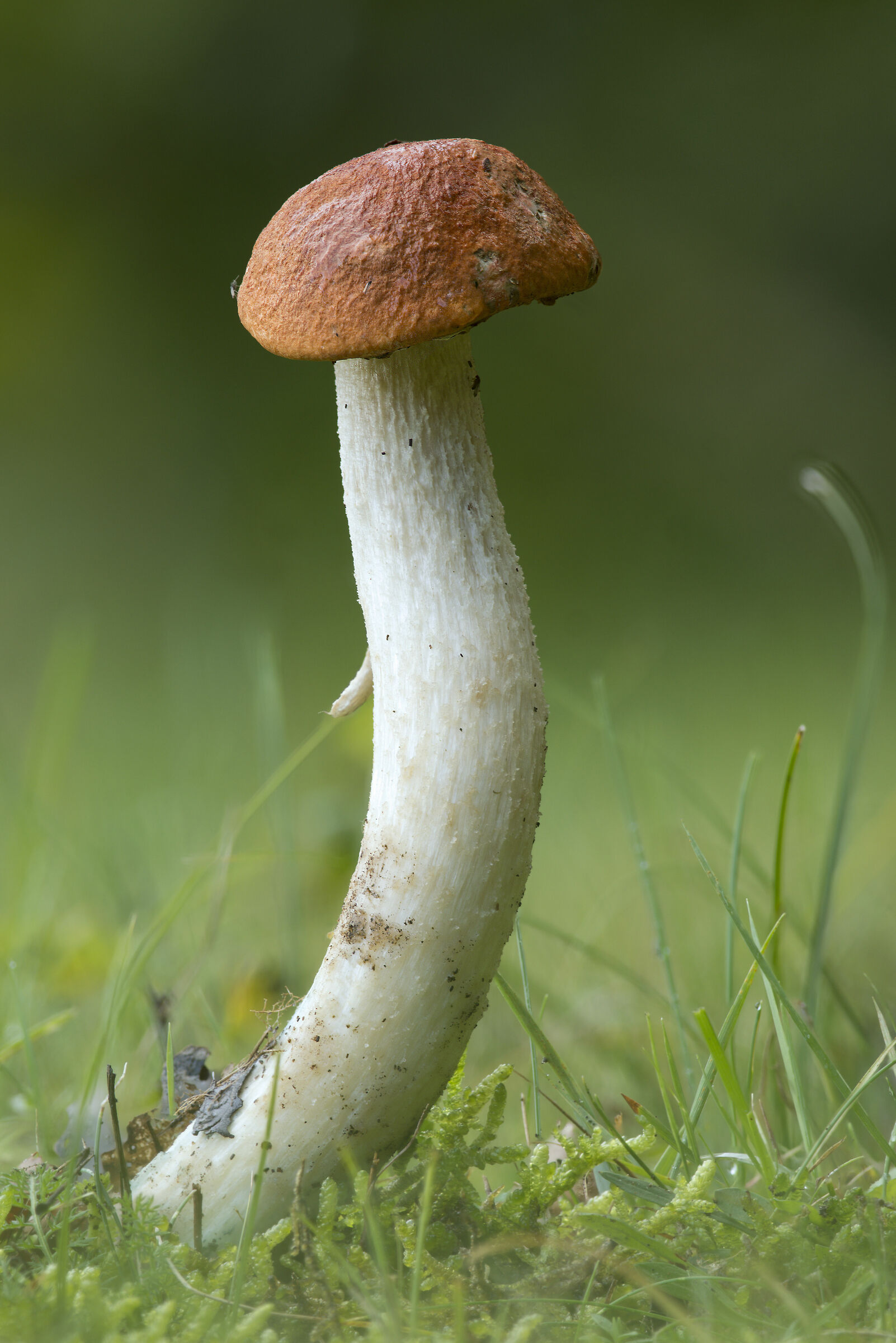 Leccinum albostipitatum