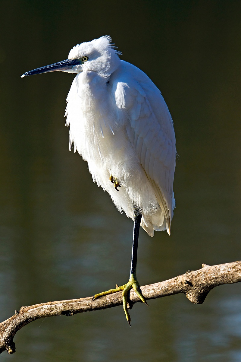 Egretta Garzetta