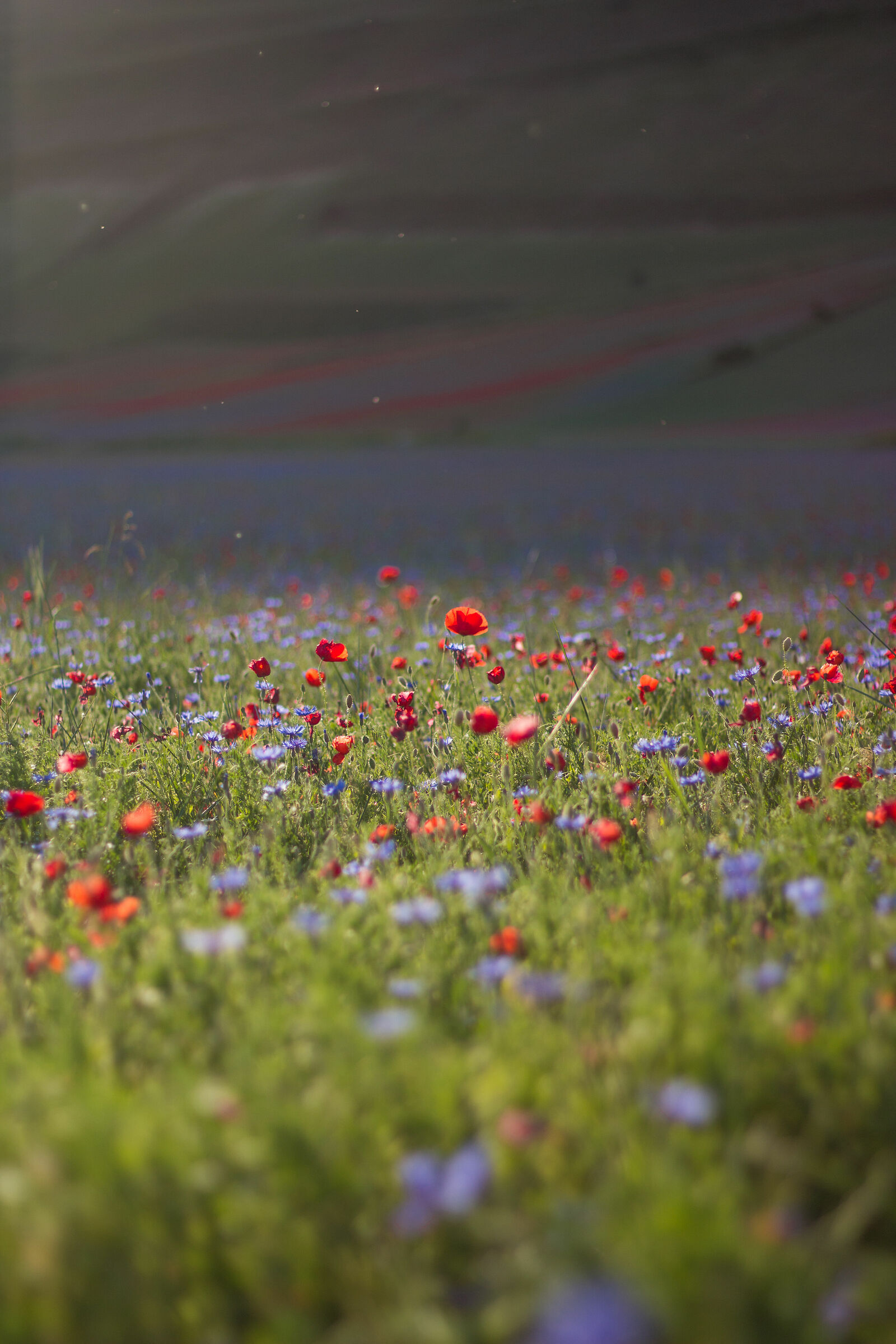 Distinguish themselves