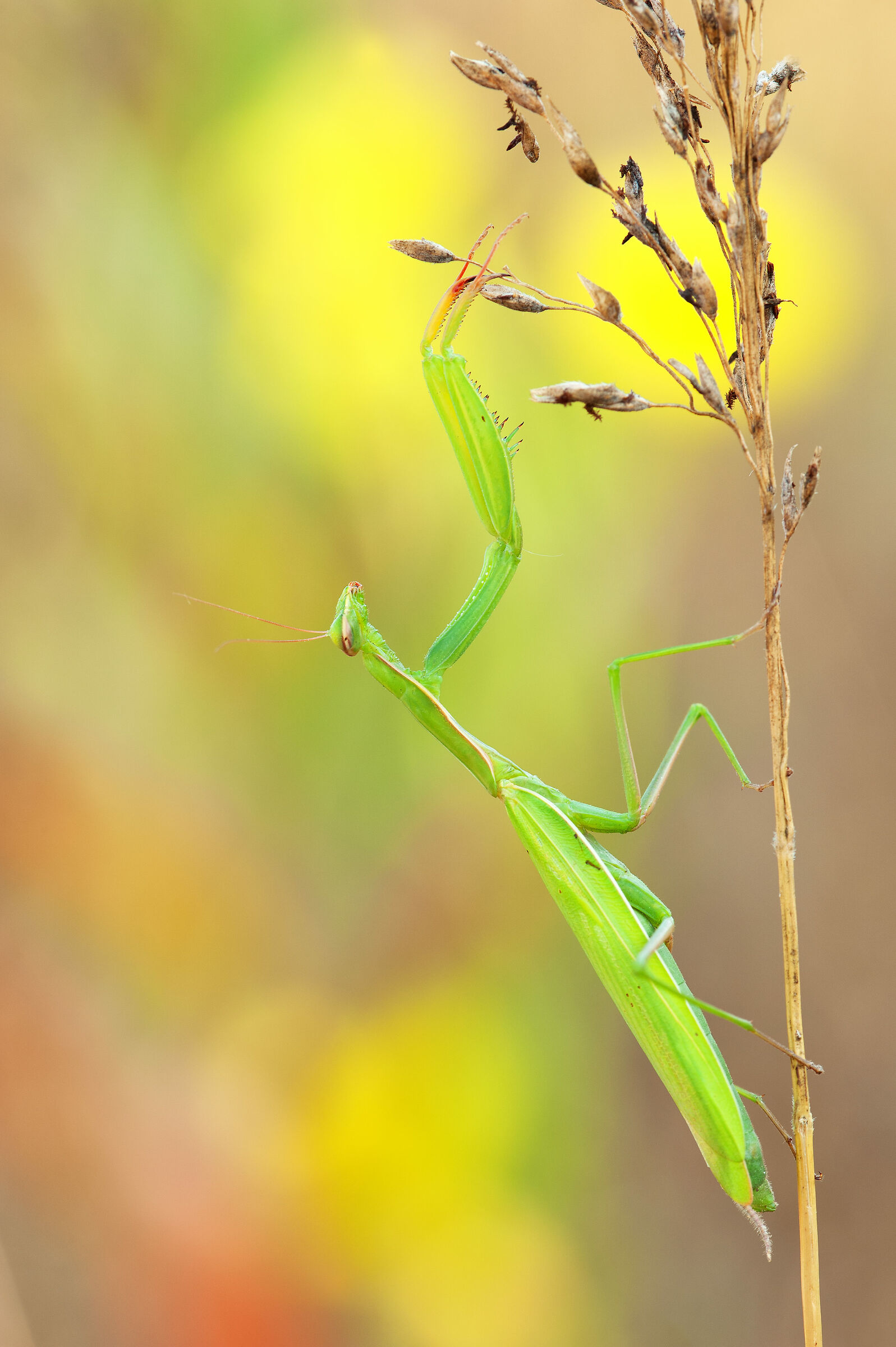 Praying mantis