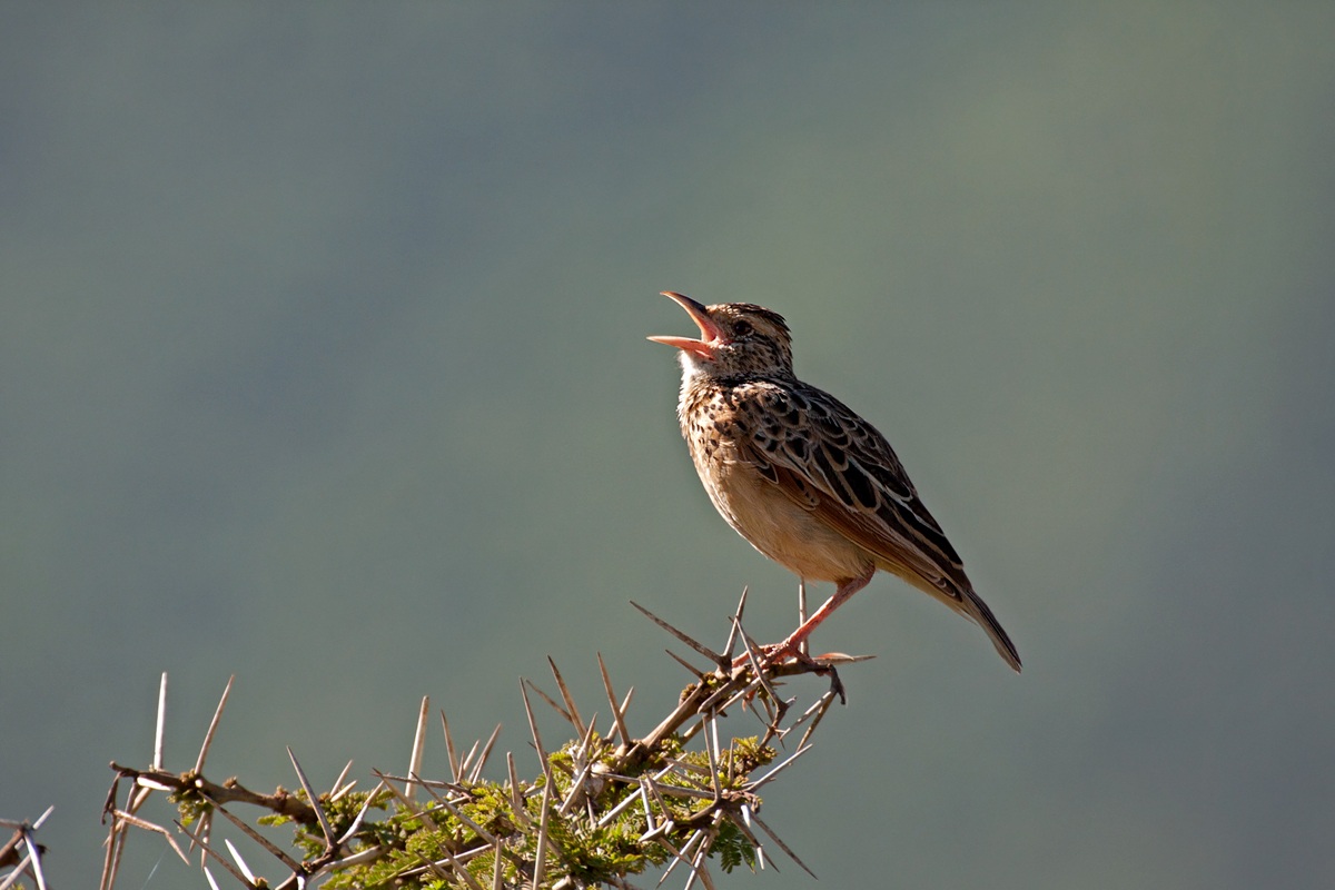 What lark that 'in the air expatiates Before singing ......