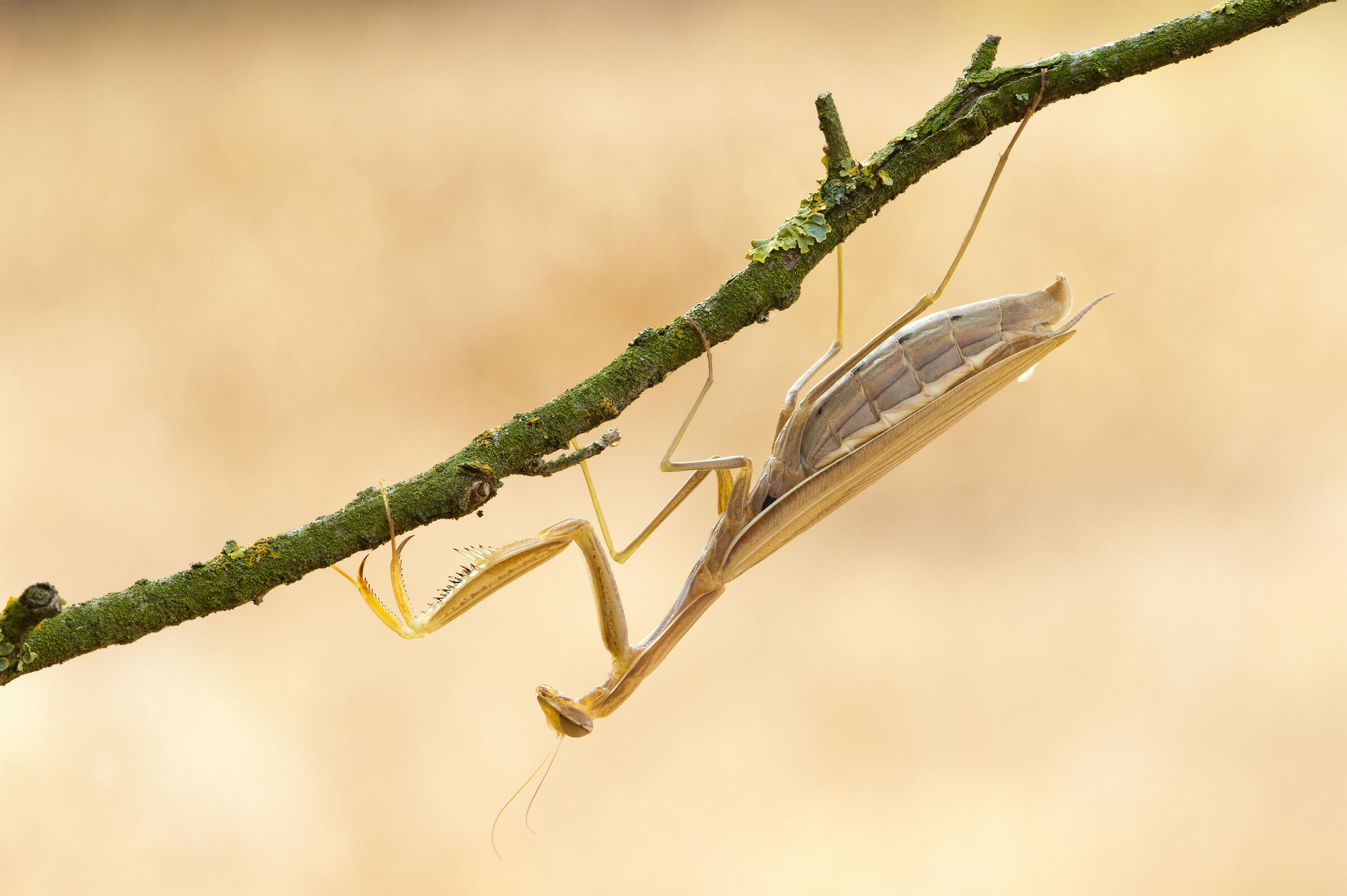 Praying mantis
