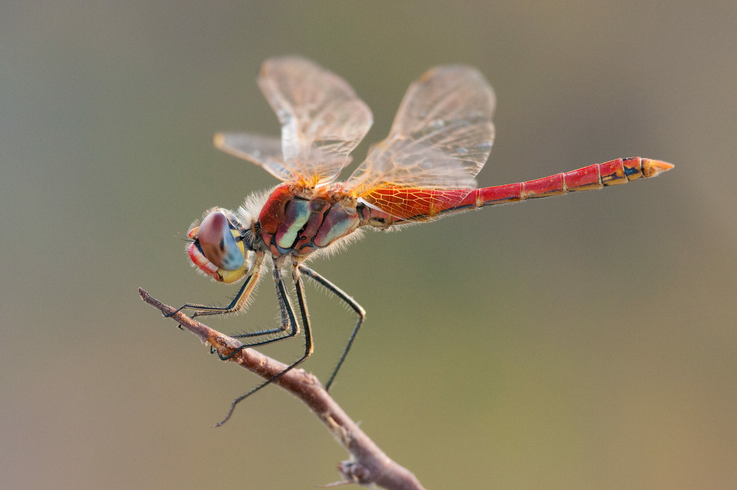 Sympetrum fonscolombii (Sélys-Longchamps, 1776)