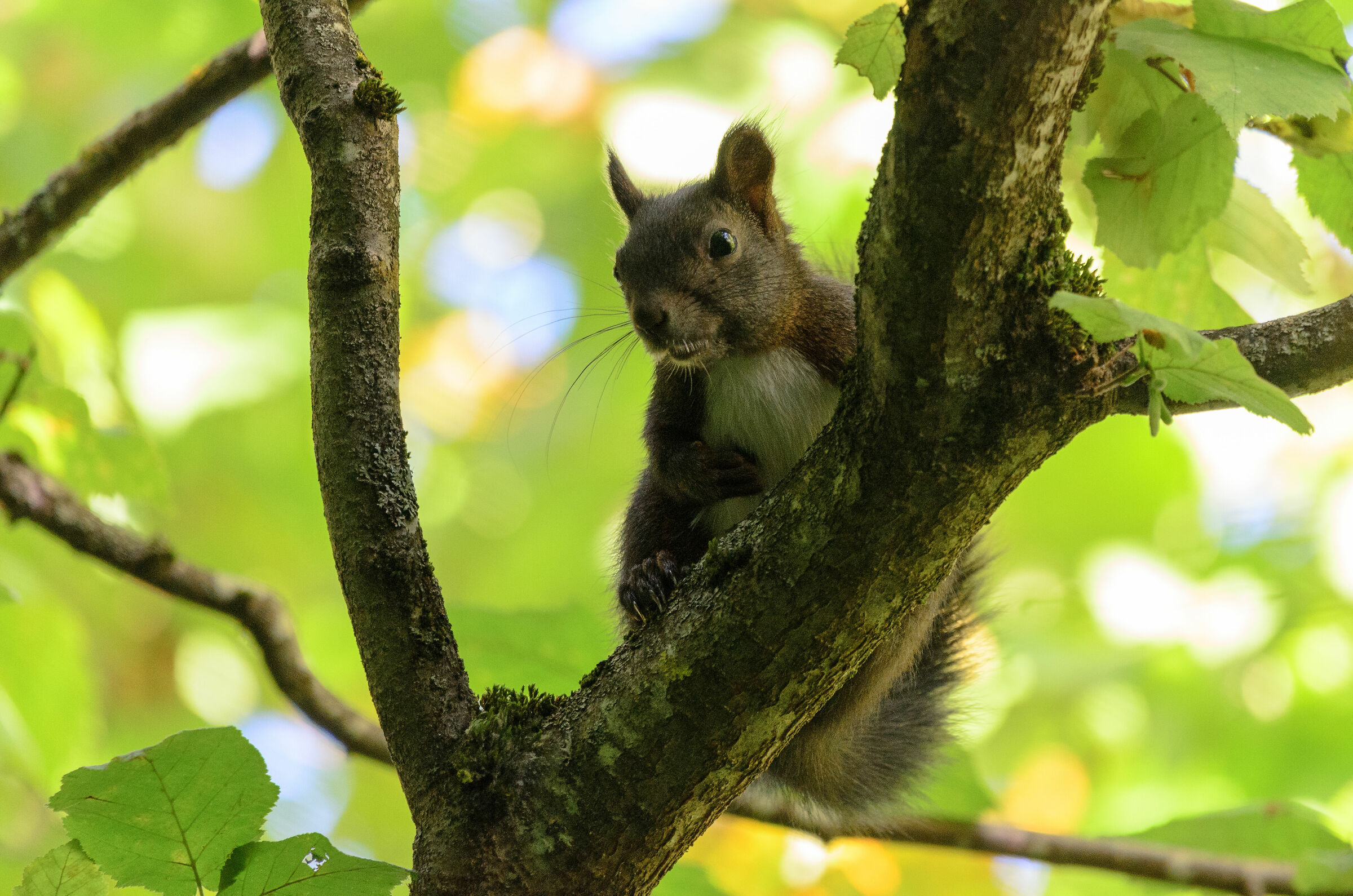 more and more curious