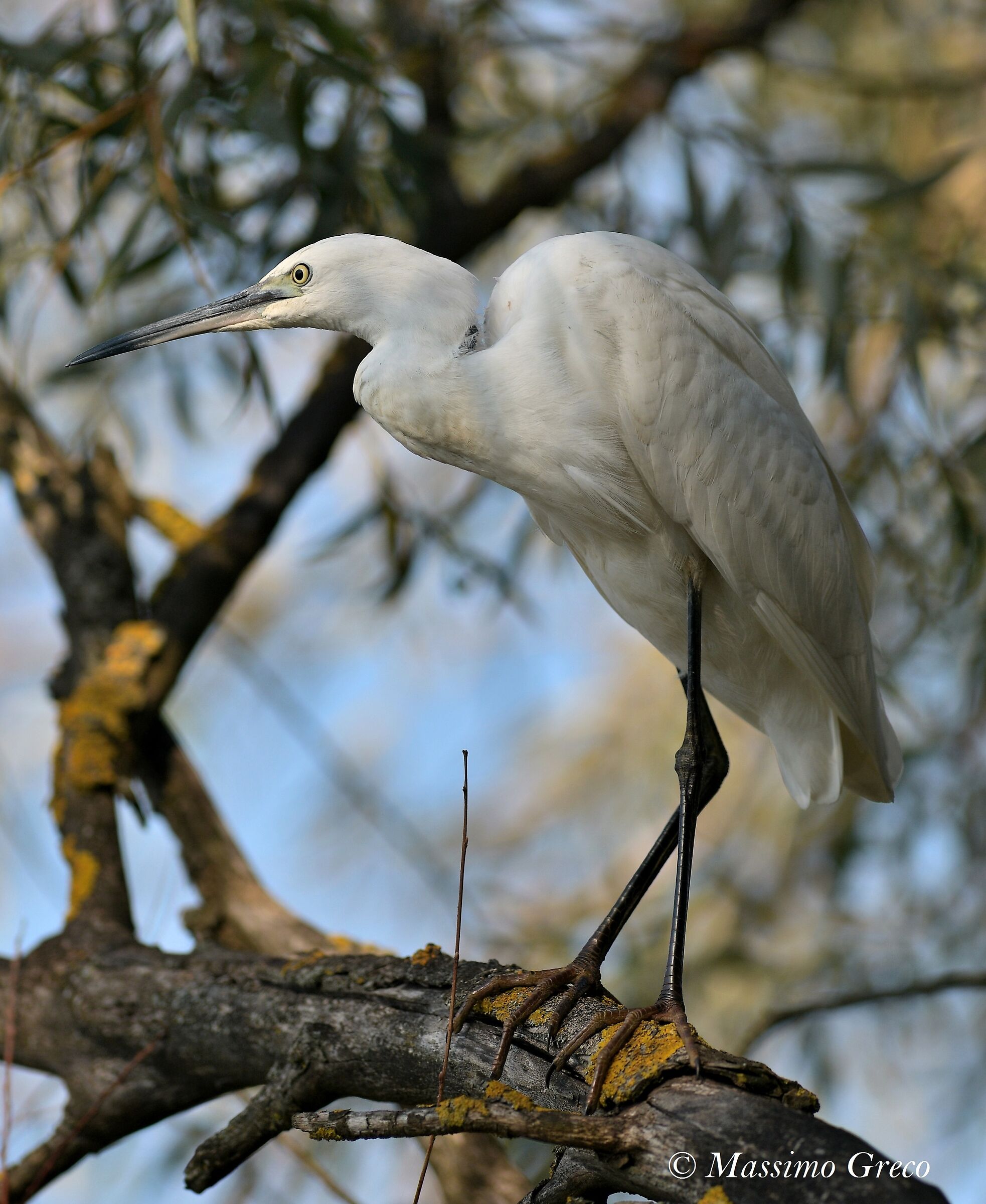 Egretta Egretta