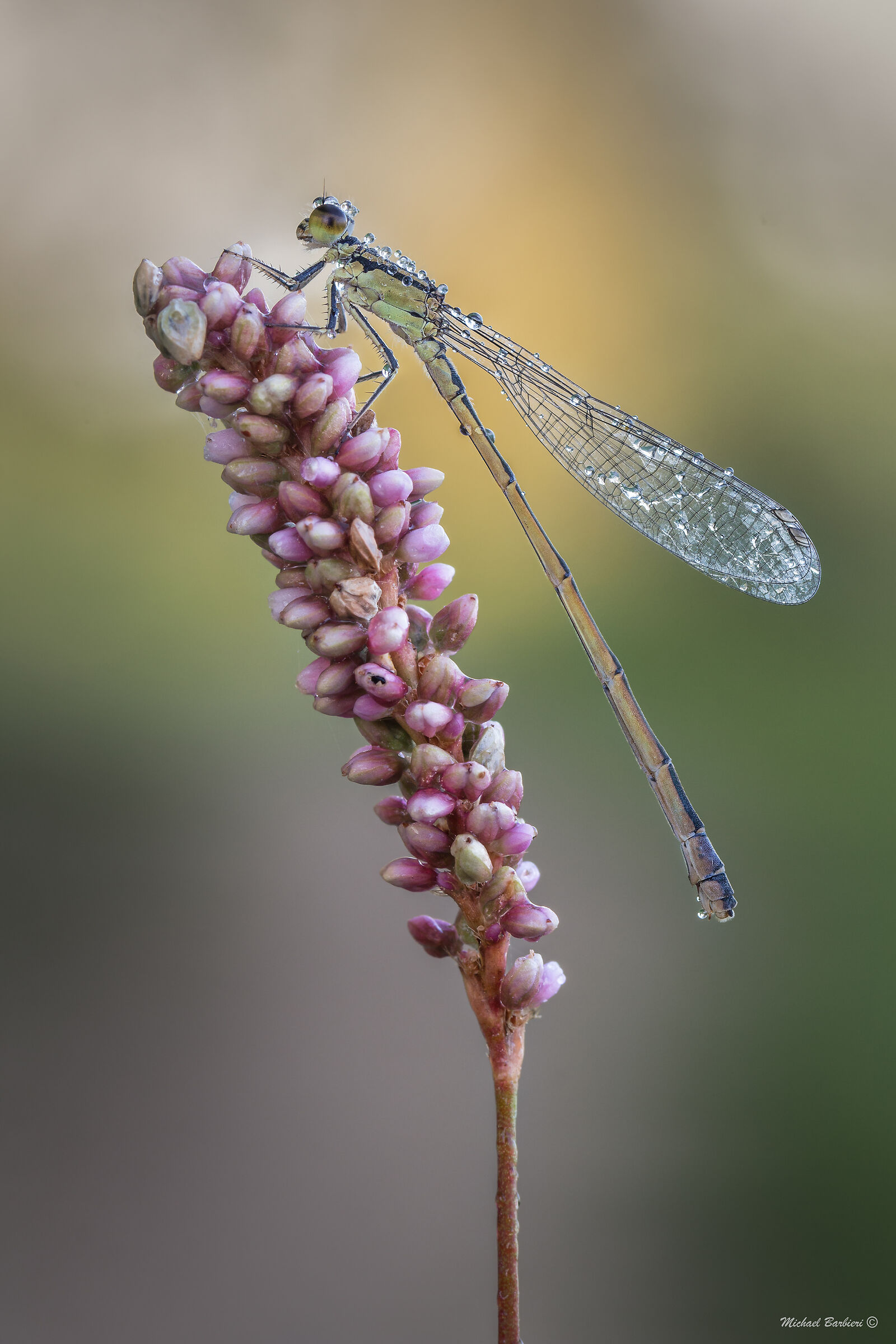 Damigella con rugiada