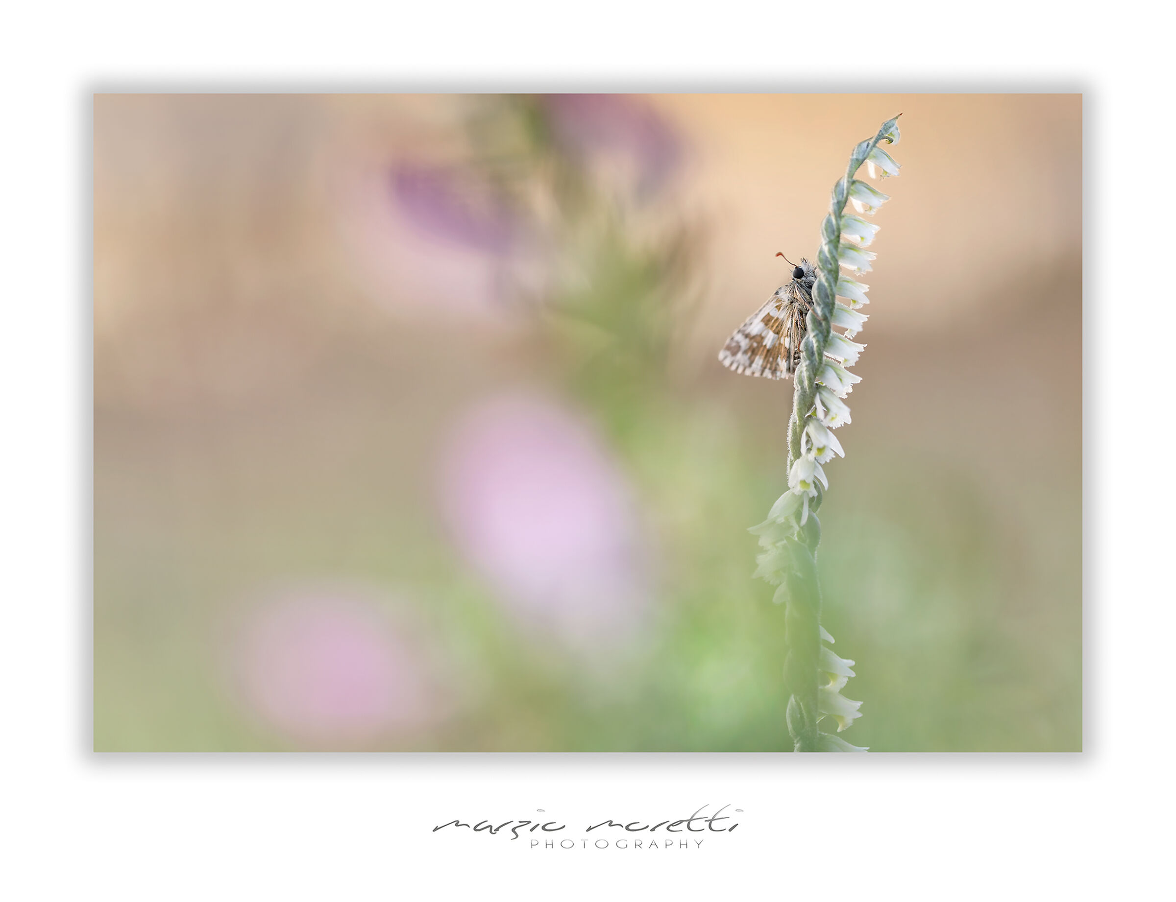 Treccia di dama (Spiranthes spiralis)