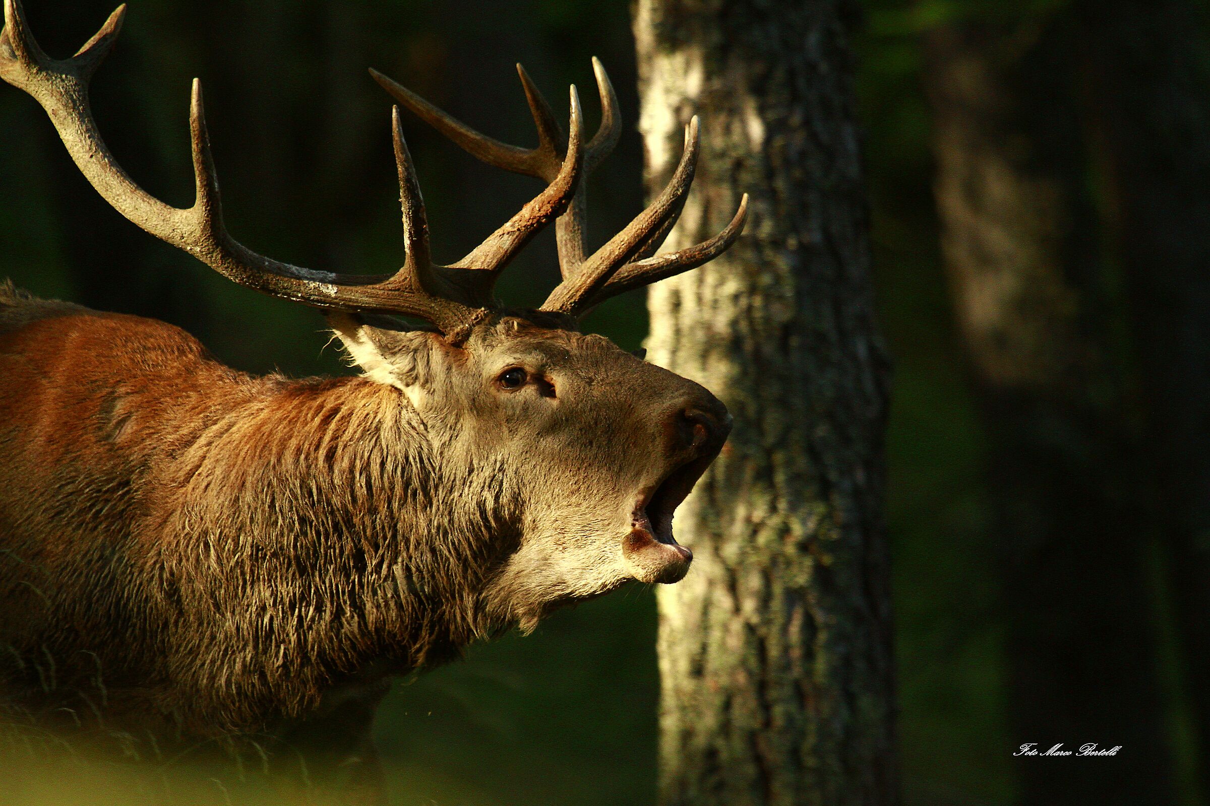 ray of light on the craving