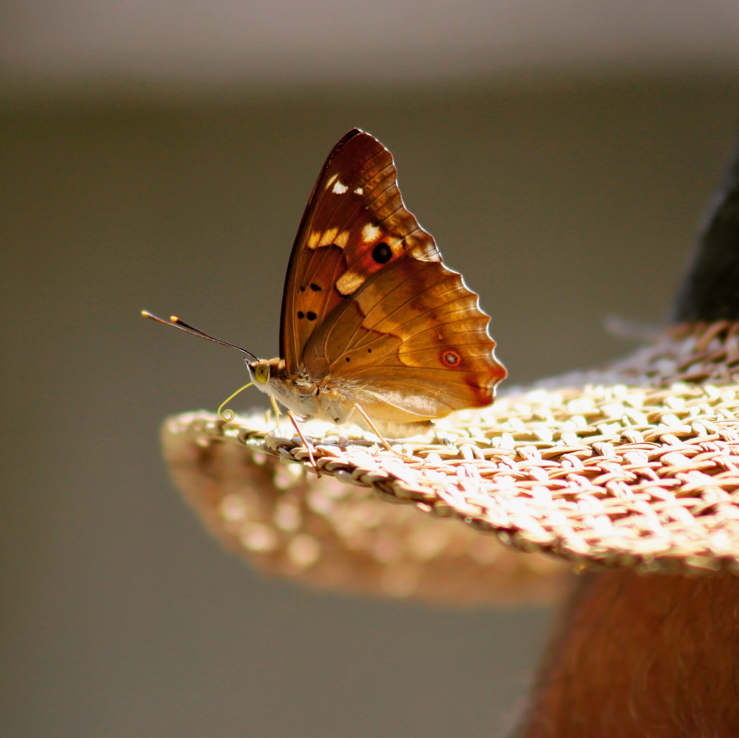 In posa sul cappello