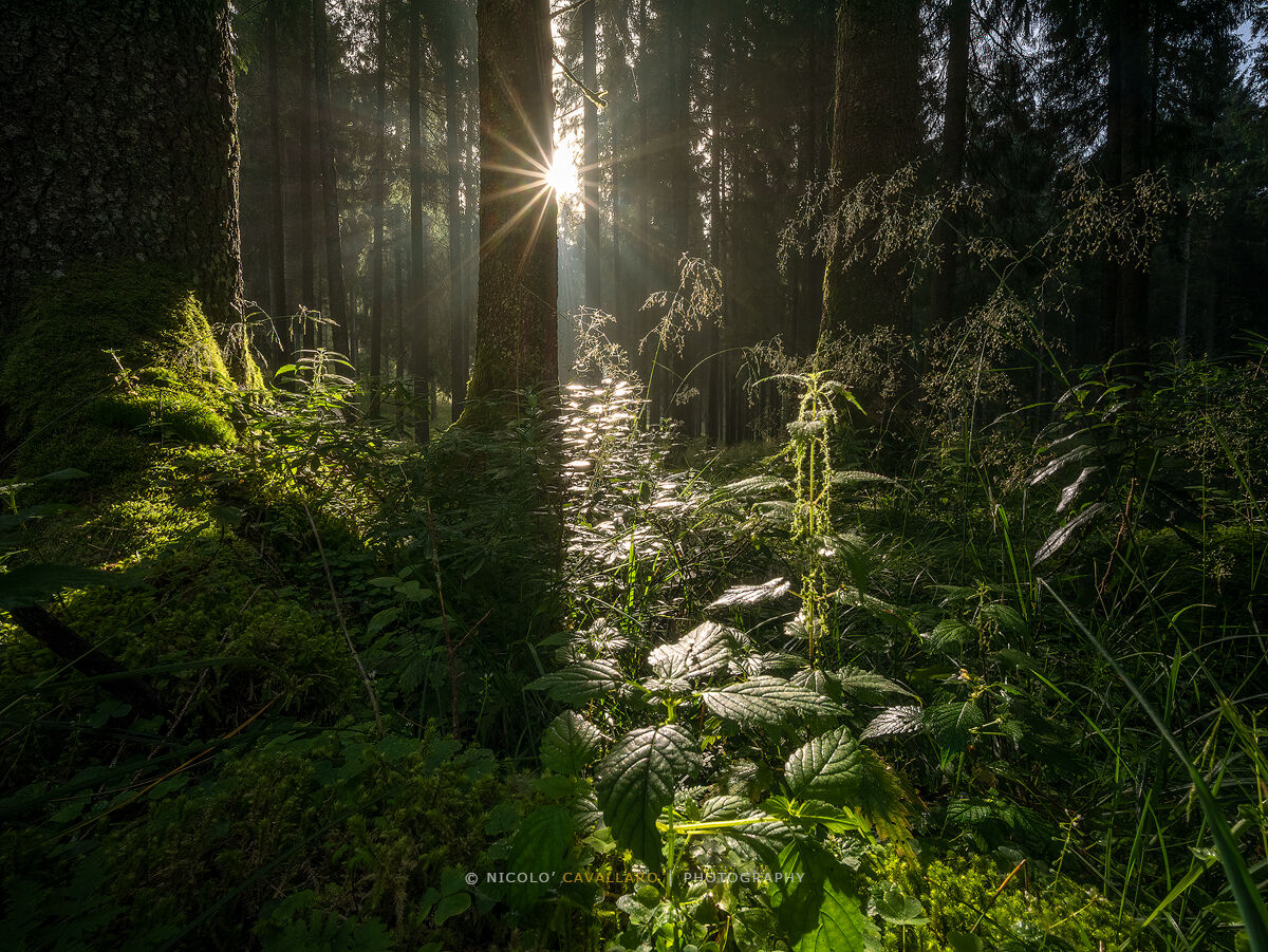 Cansiglio - Undergrowth