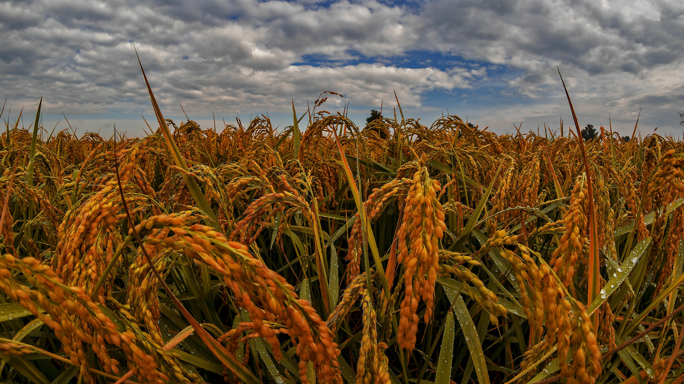 Tonight my wife risottos me!!!!!!!!!