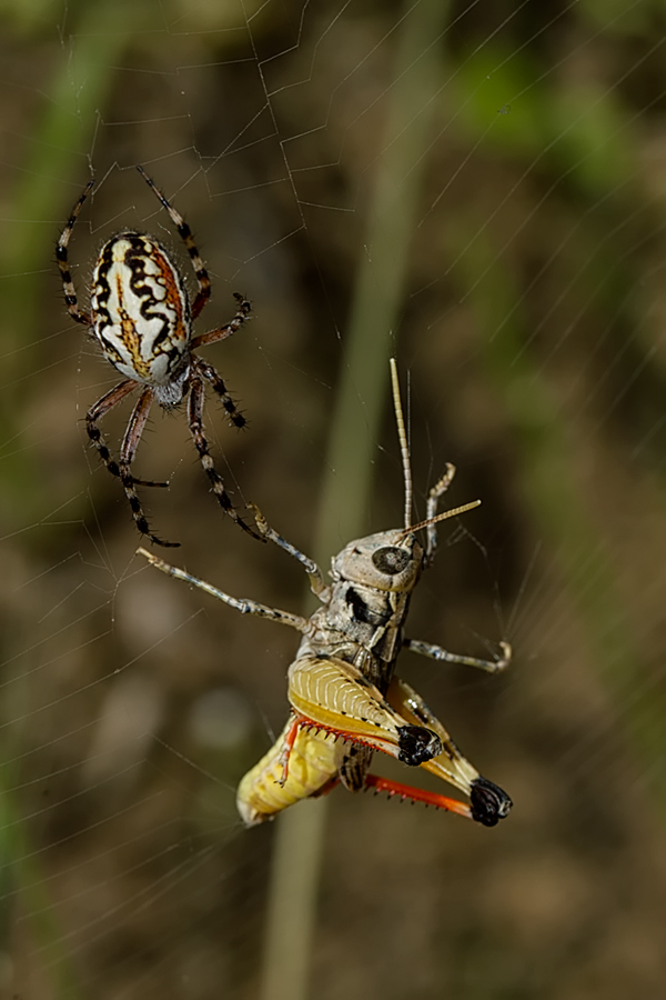 I `m in grande un Trouble!